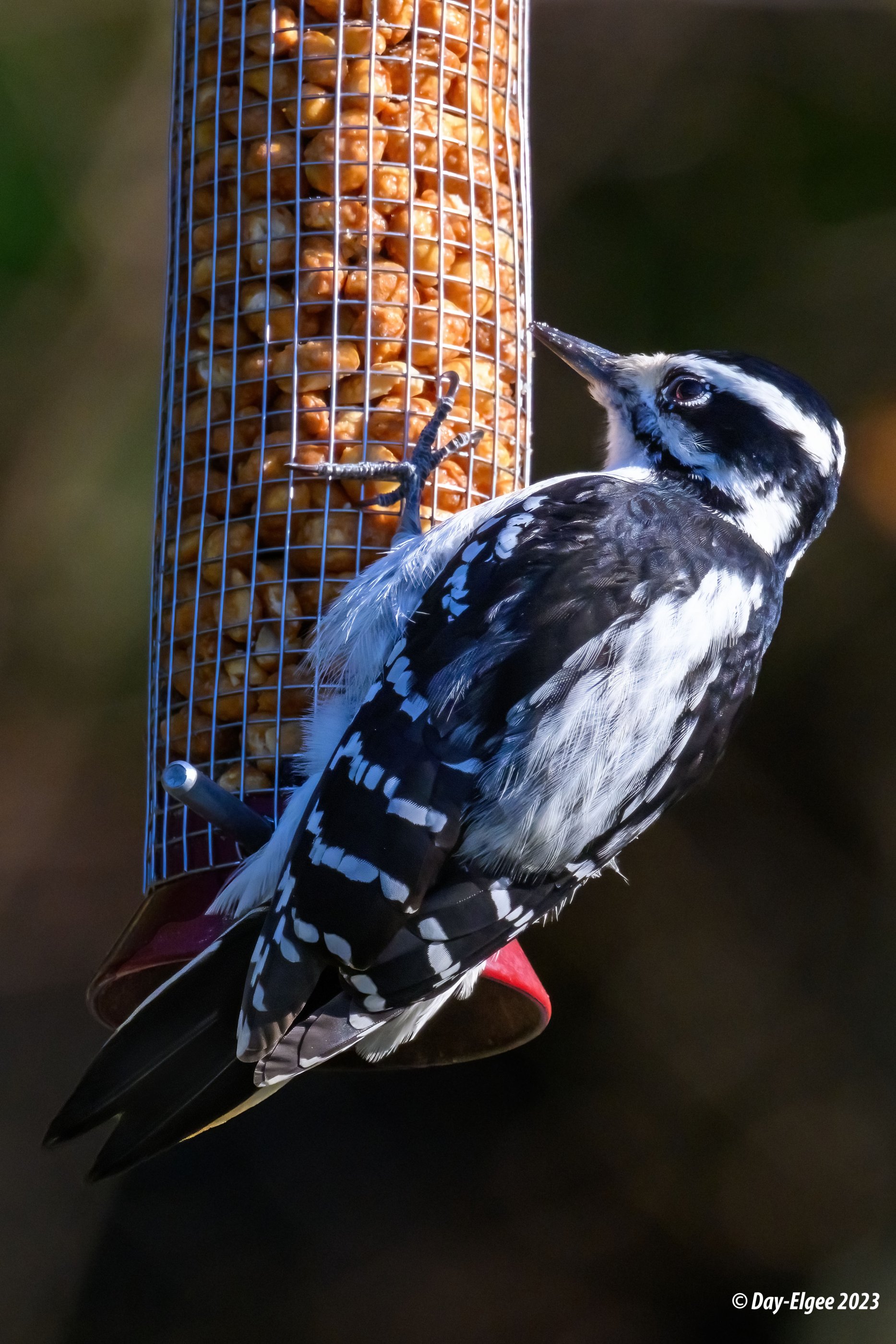 Hairy Woodpecker F 2023 7.jpeg