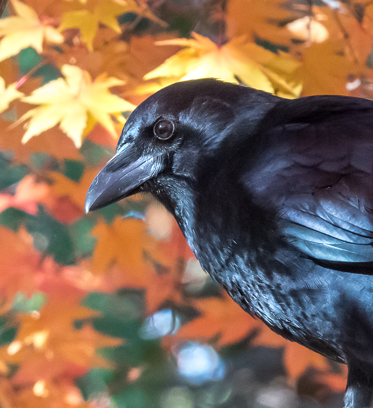 halloween-crow.jpg