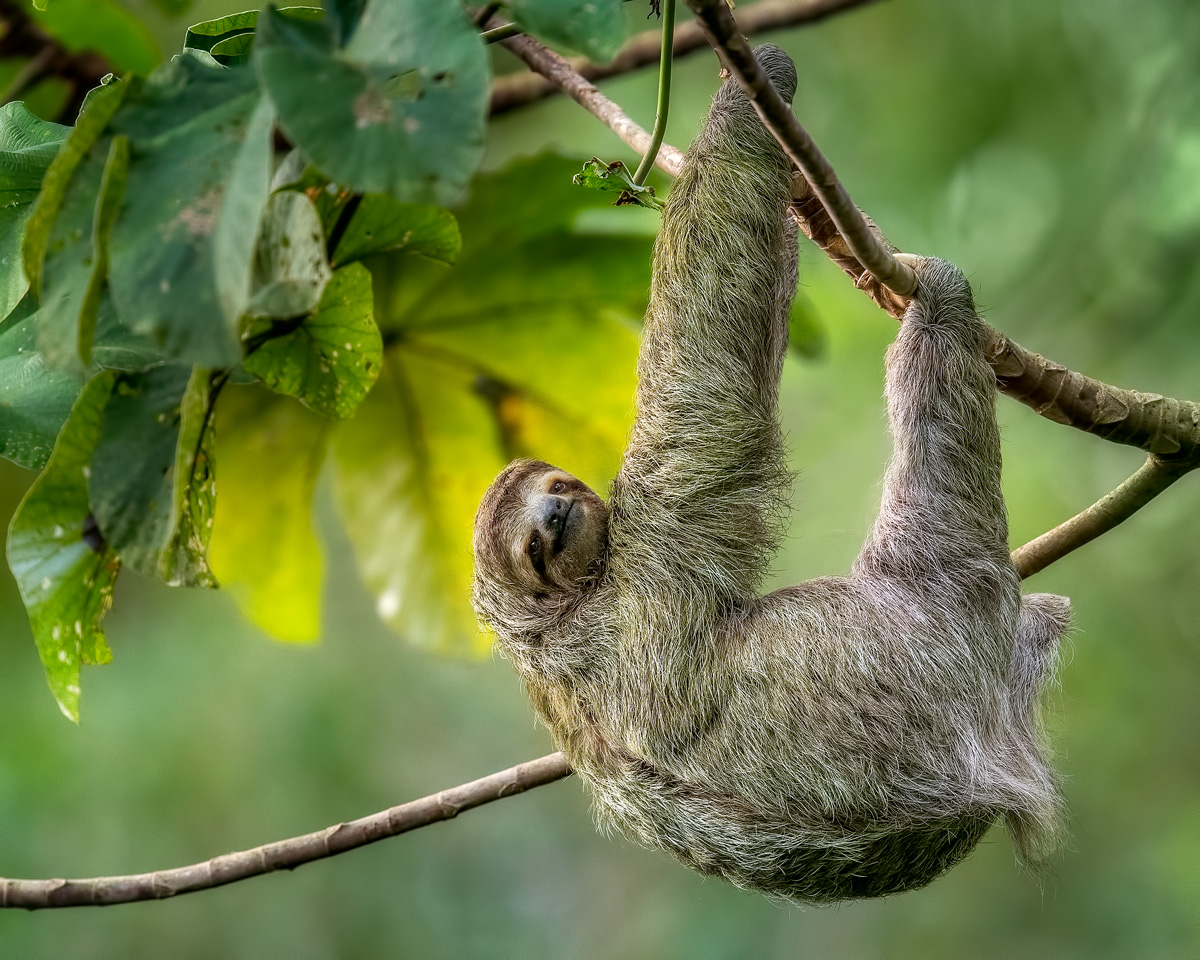 hanging-three-toed-sloth.jpg