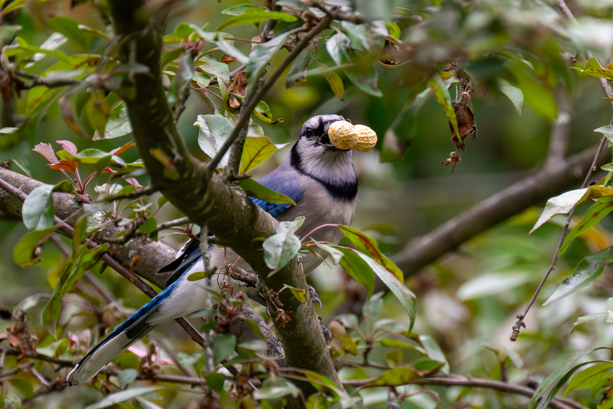 Happy Bluejay-0511-IMG_00001.jpg