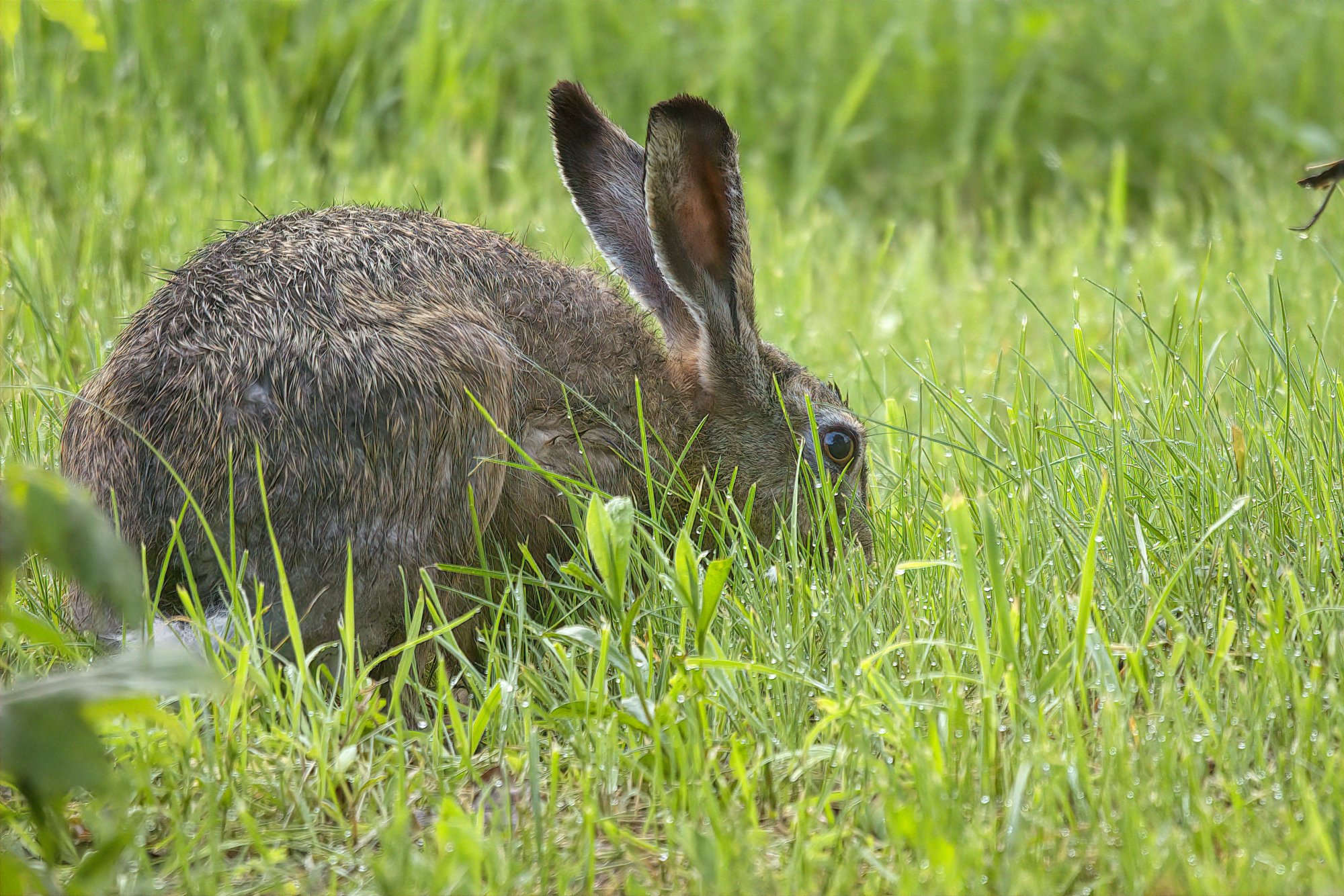 Hare final .jpg