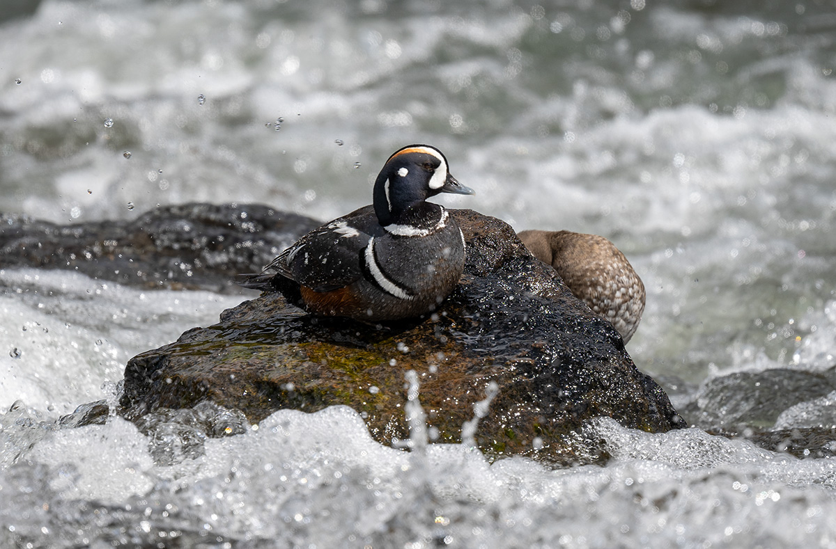 Harlequin Duck BCG Z7I_0018.jpg