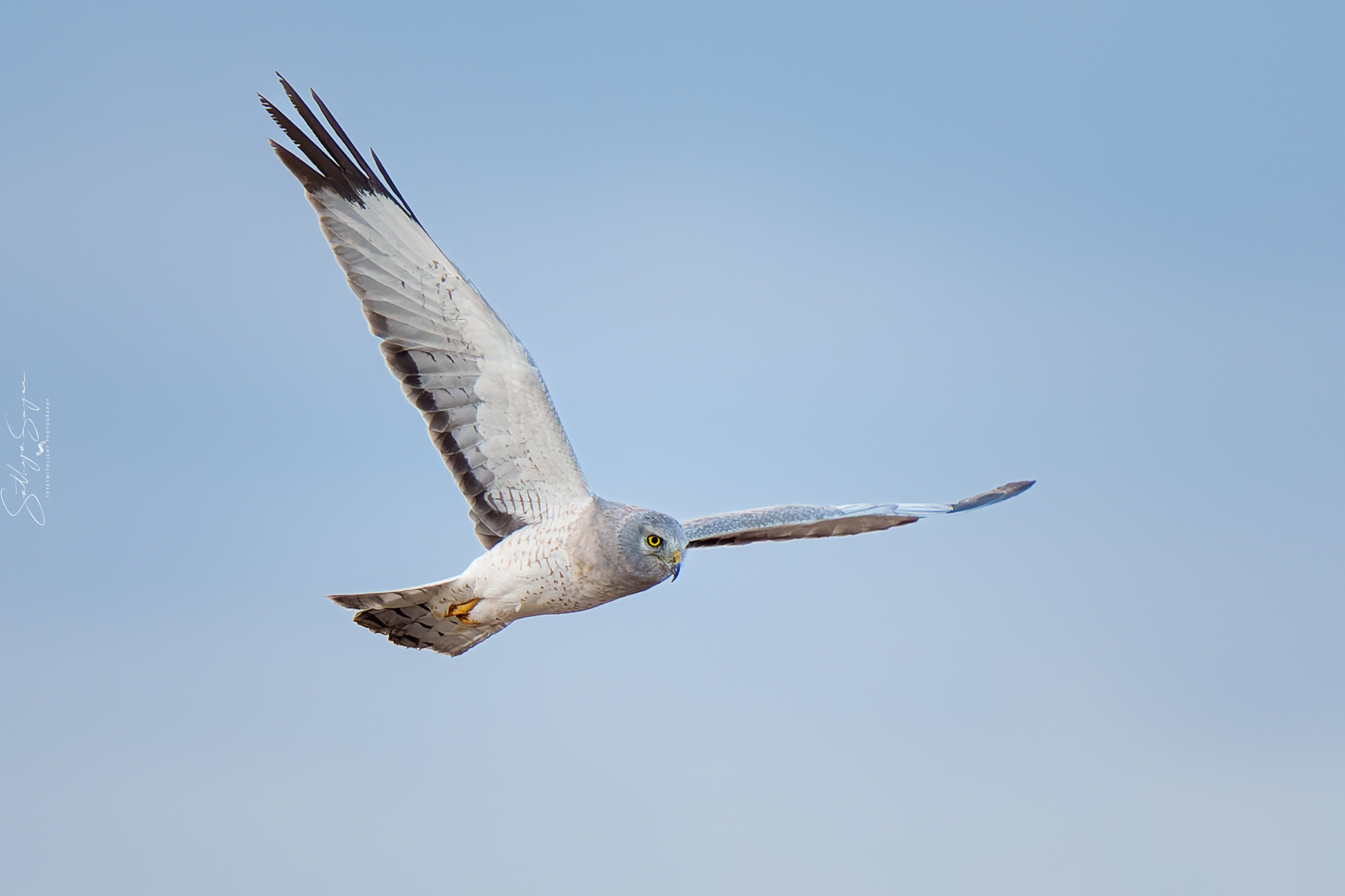 harrier-environment-closeup-20240317-_DSC9896-ARW-20240317-1.jpg