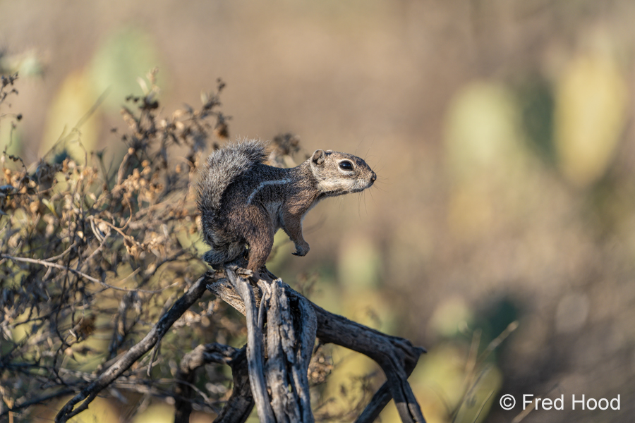 harris antelope ground squirrel S9465.jpg