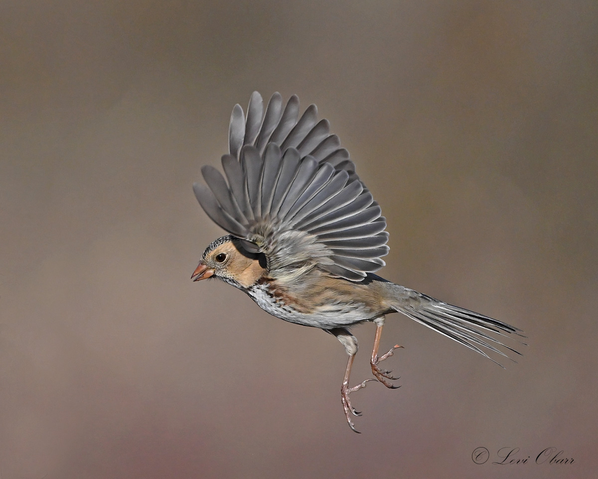 Harris Sparrow in Flight BCG.jpg