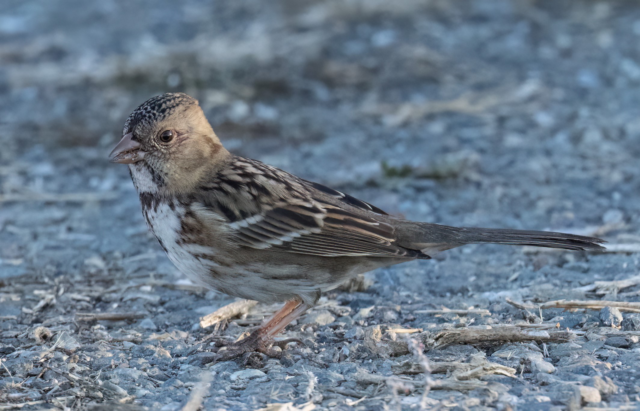 Harrissparrowcropped.jpg