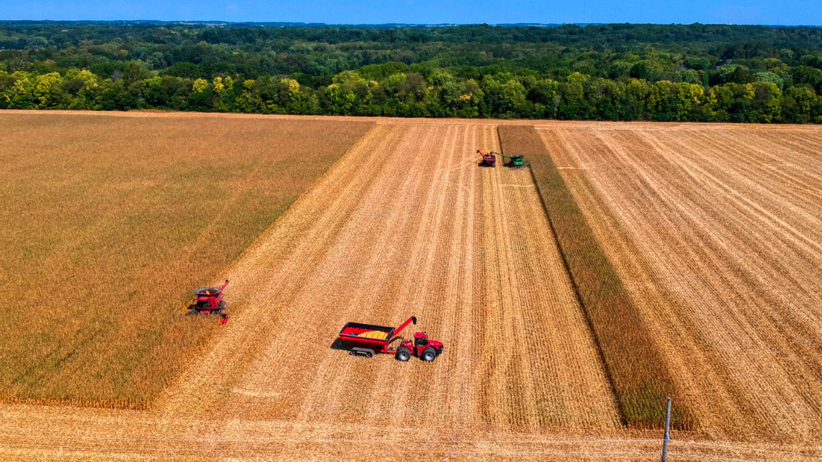 harvest small.jpg