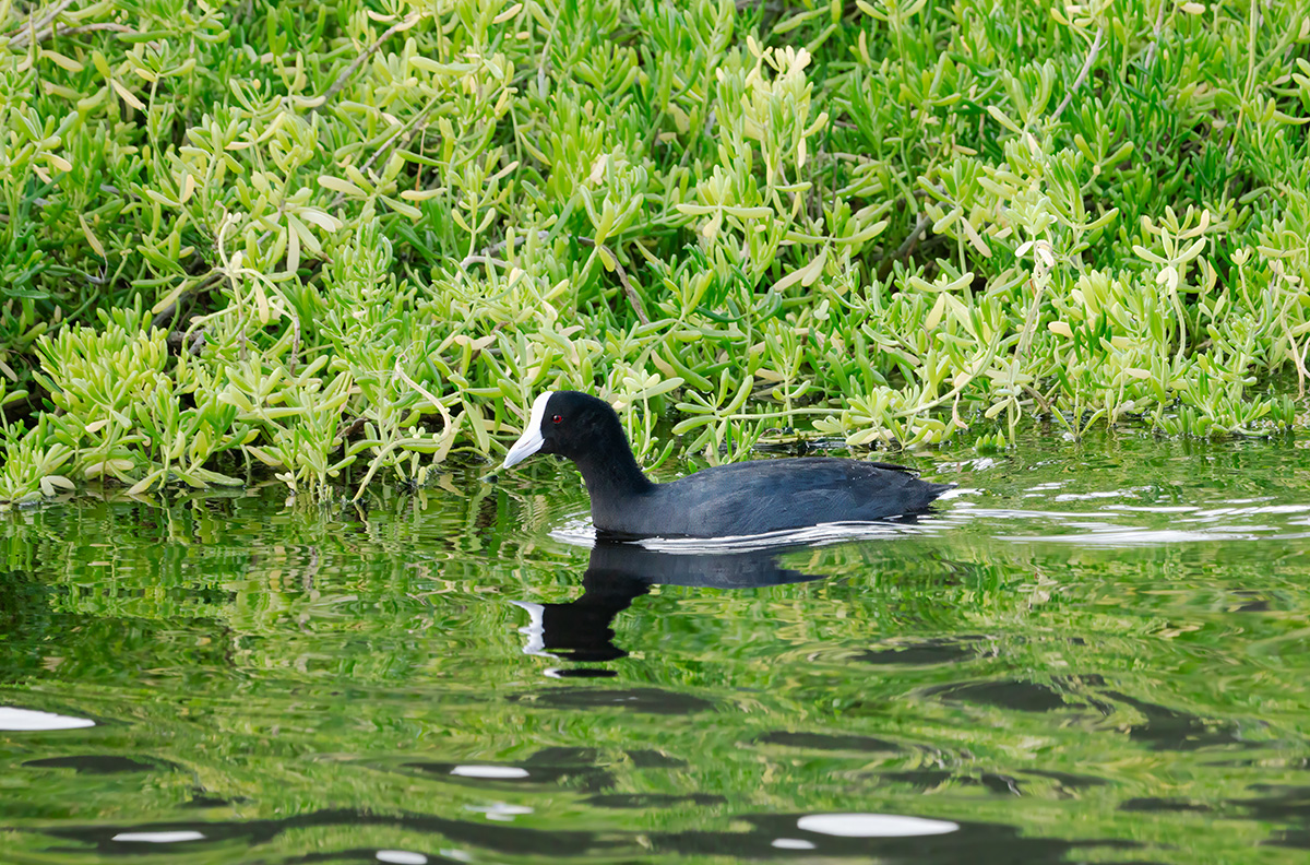 Hawaiian Coot BCG P1108460-Enhanced-SR.jpg