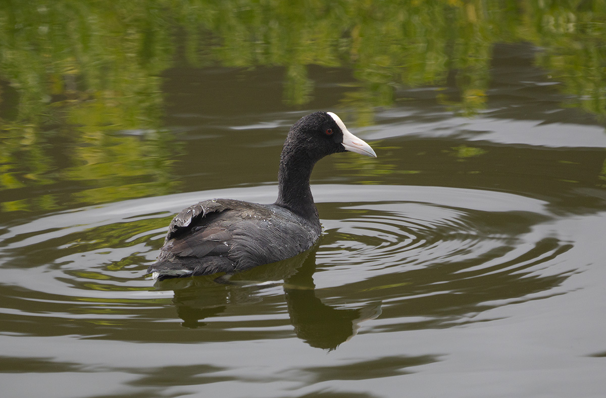 Hawaiian Coot BCG P9070477-Enhanced-SR.jpg