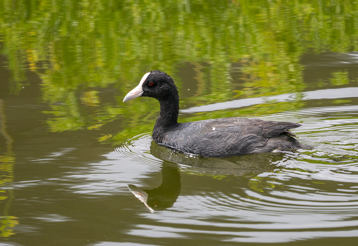 Hawaiian Coot BCG P9070484-Enhanced-SR.jpg