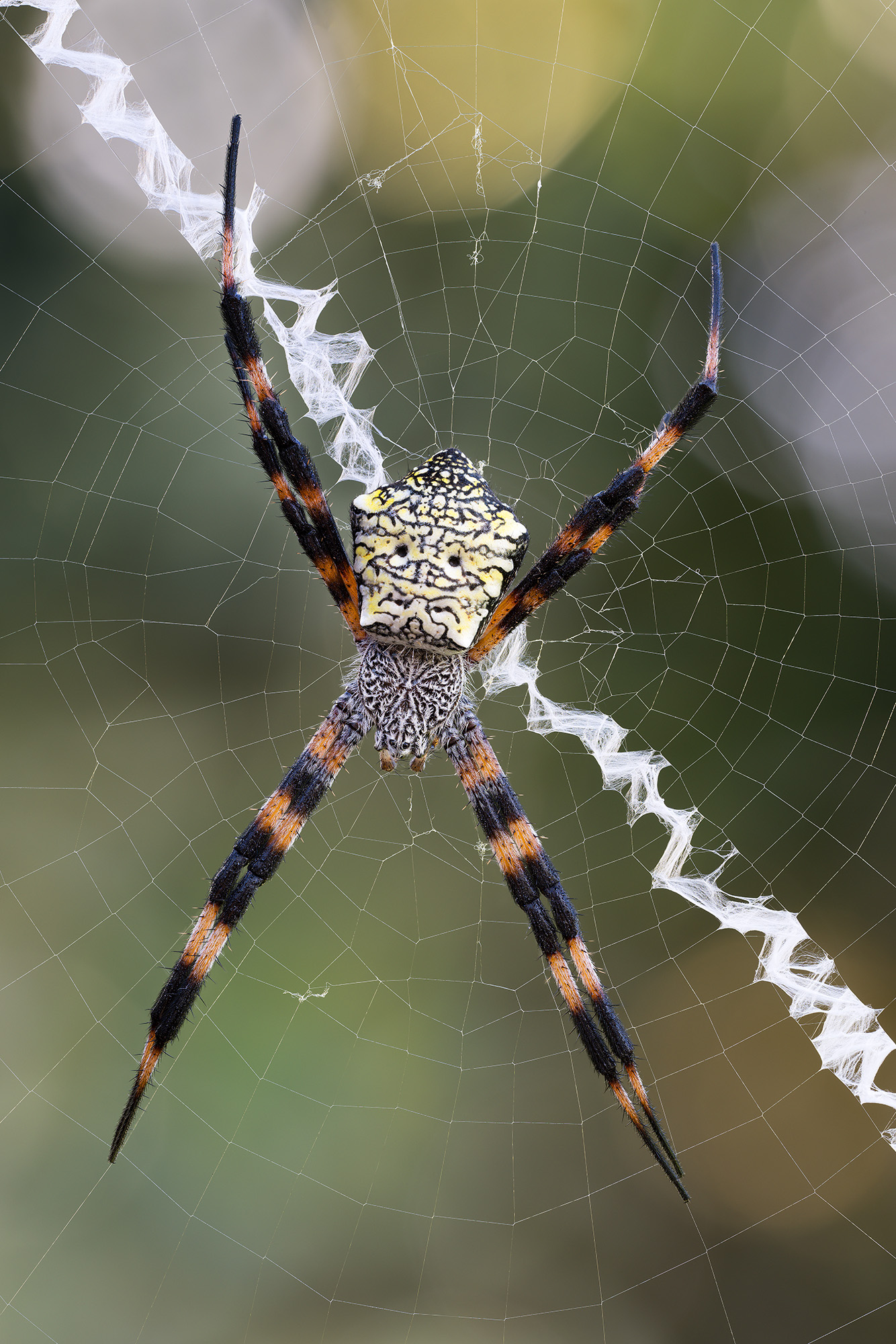 Hawaiian Garden Spider - Steve.jpg