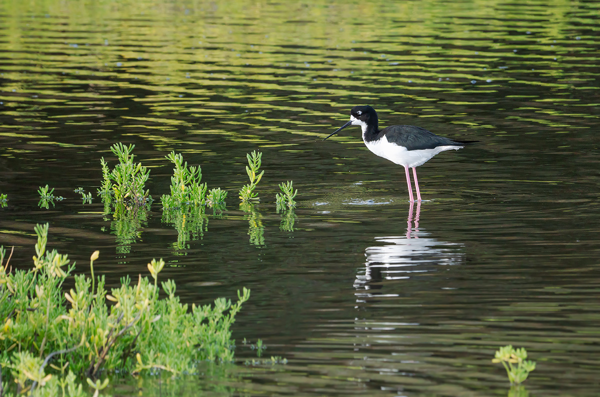 Hawaiian Stilt BCG P1108196-Enhanced-SR.jpg