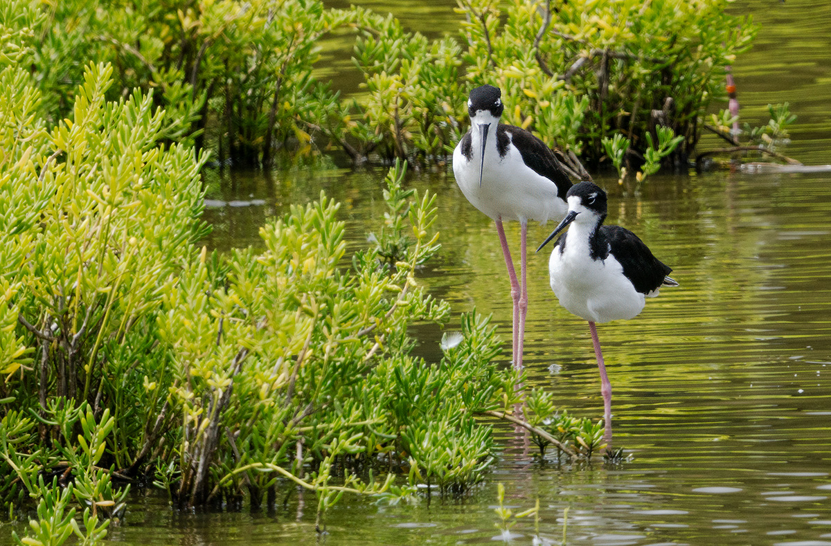 Hawaiian Stilts BCG P9070276-Enhanced-SR.jpg