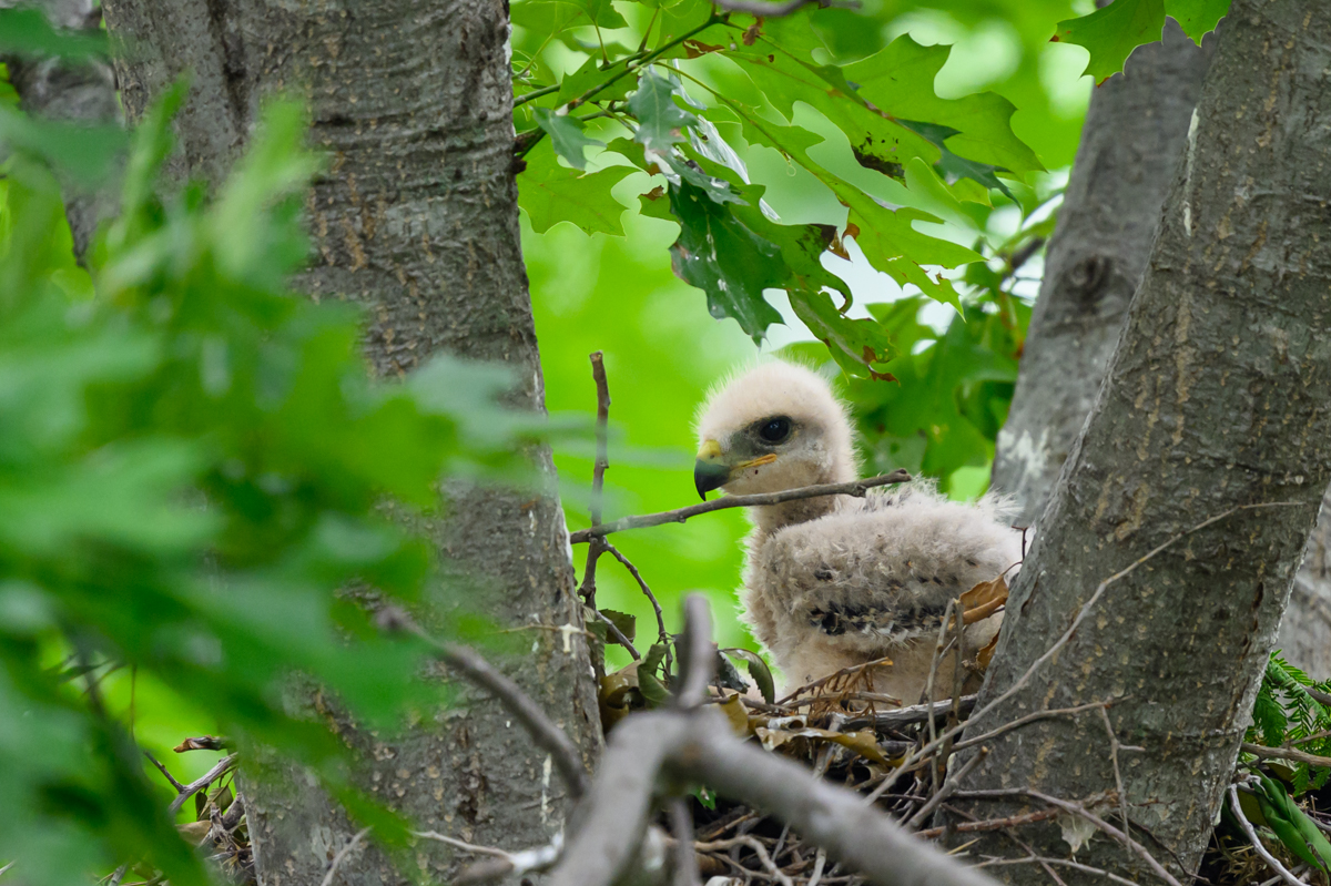 Hawk chick Apr 27.jpg