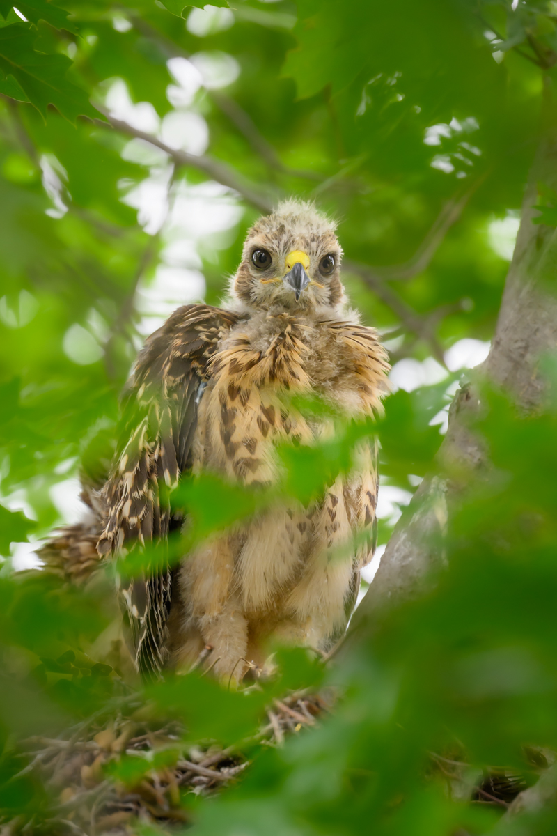 Hawk chick May 11.jpg