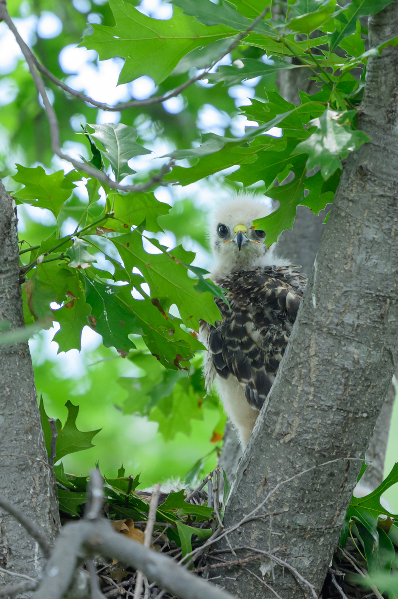 Hawk chick May 5.jpg