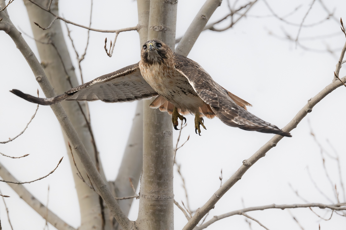 Hawk flying sized.jpg