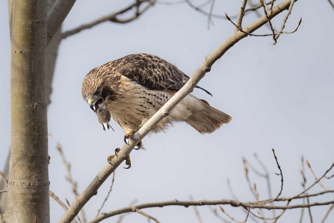 Hawk with mouse sized.jpg