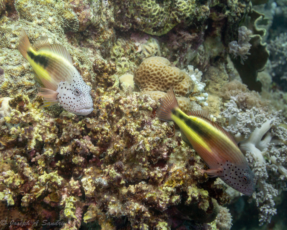 Hawkfishes_07.jpg