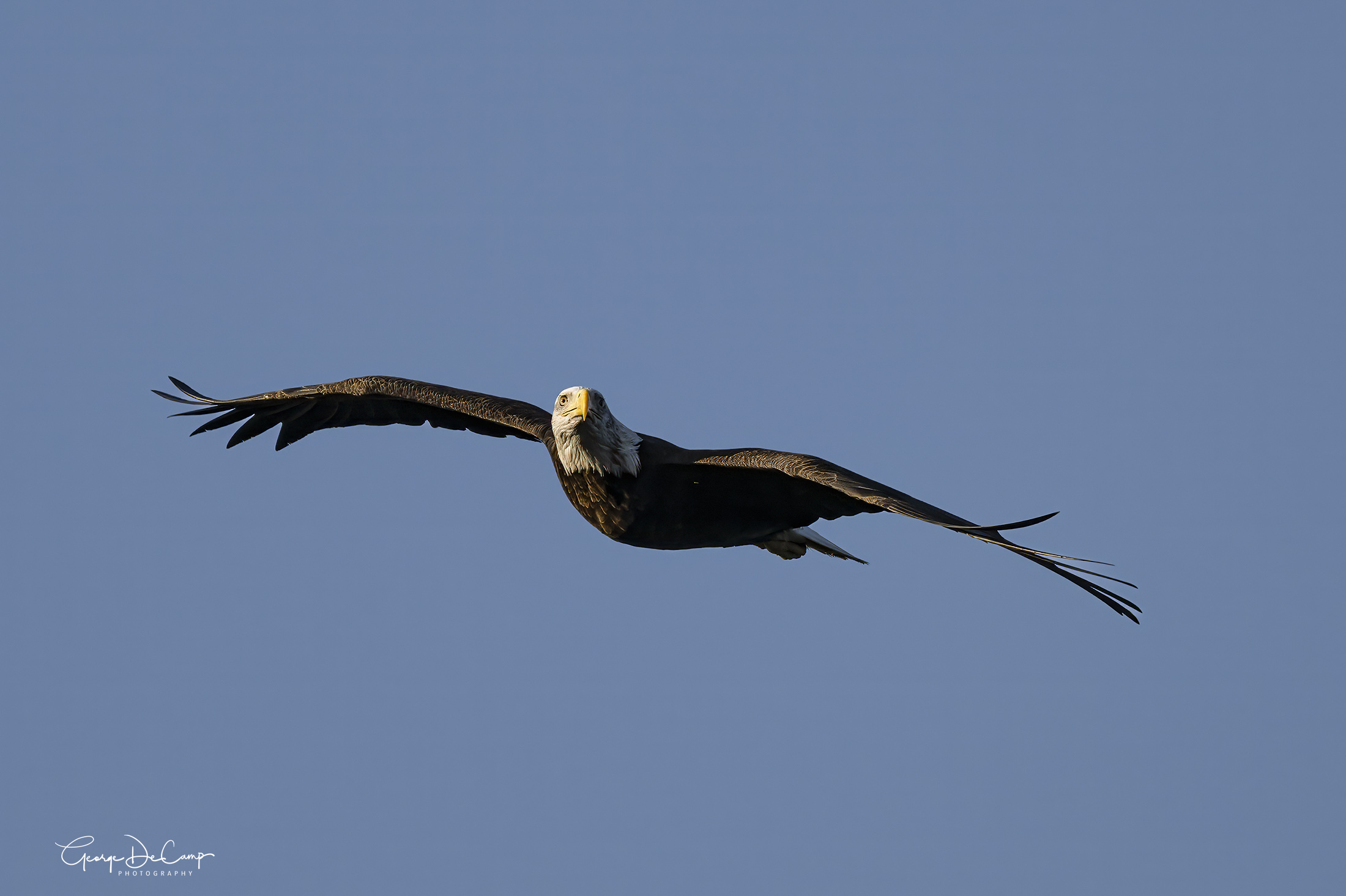 Bald Eagle Backcountry Gallery Photography Forums 1658