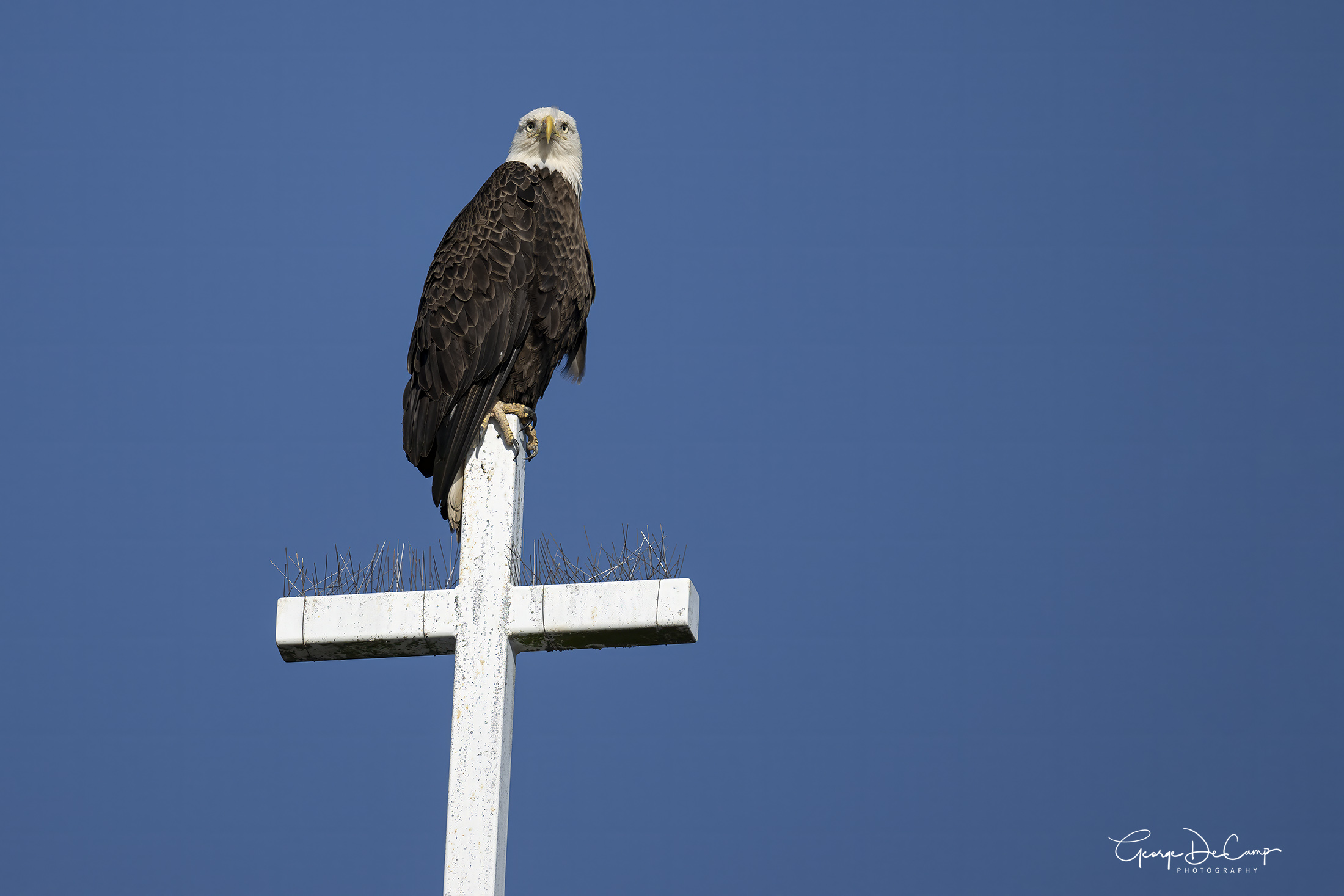 Bald Eagle Backcountry Gallery Photography Forums 9864