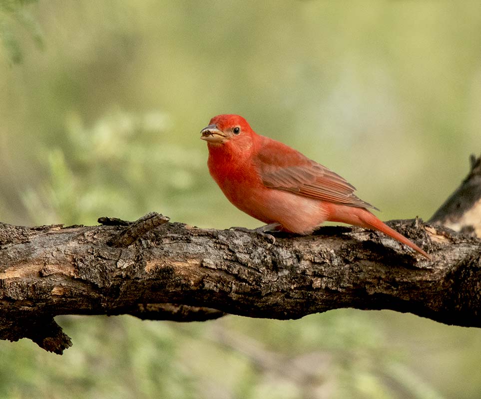 Hepatic Tanager  Hummingbird  Mary Jos 500_864409262019.jpg