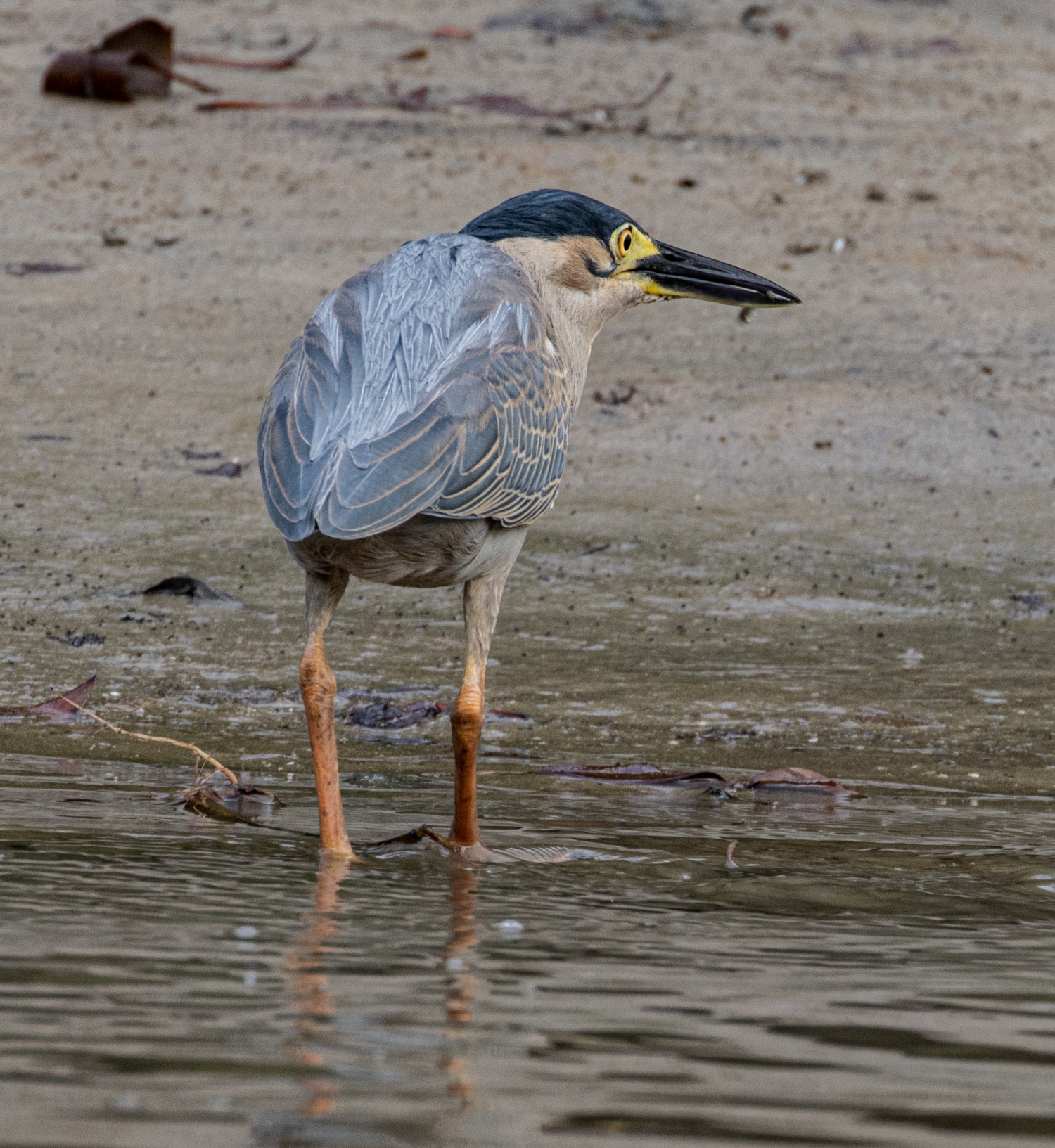 Heron Darwin July 2024 PP1-0184 resize.jpg