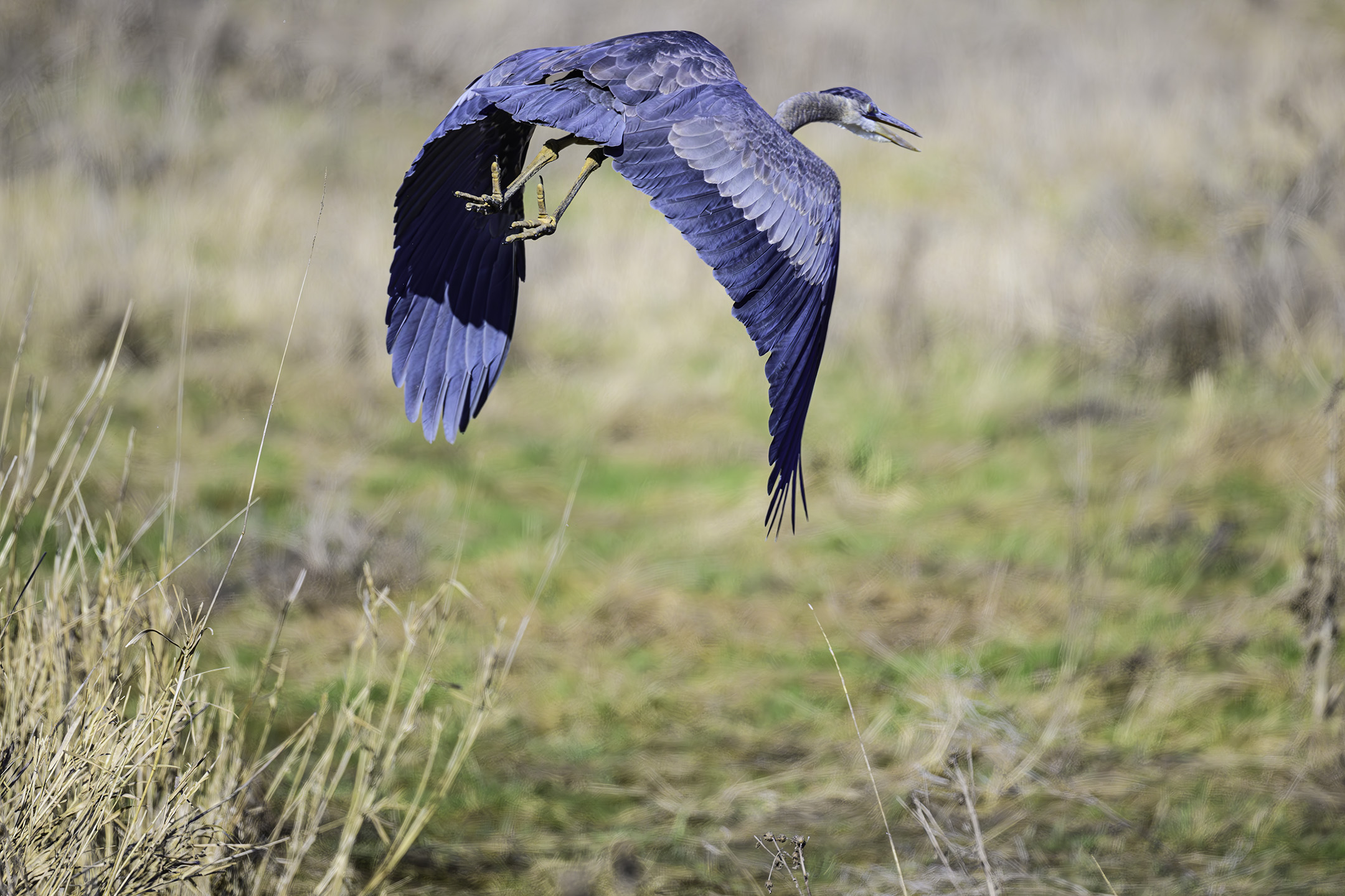 heron flight 2.jpg