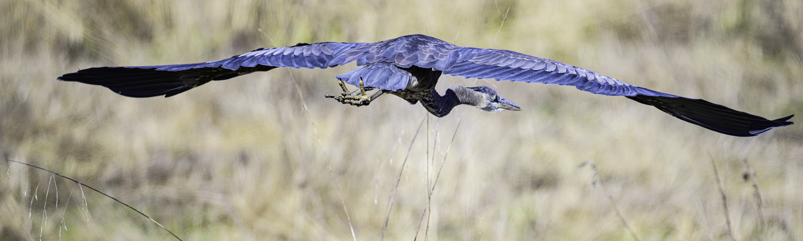 heron flight 3.jpg