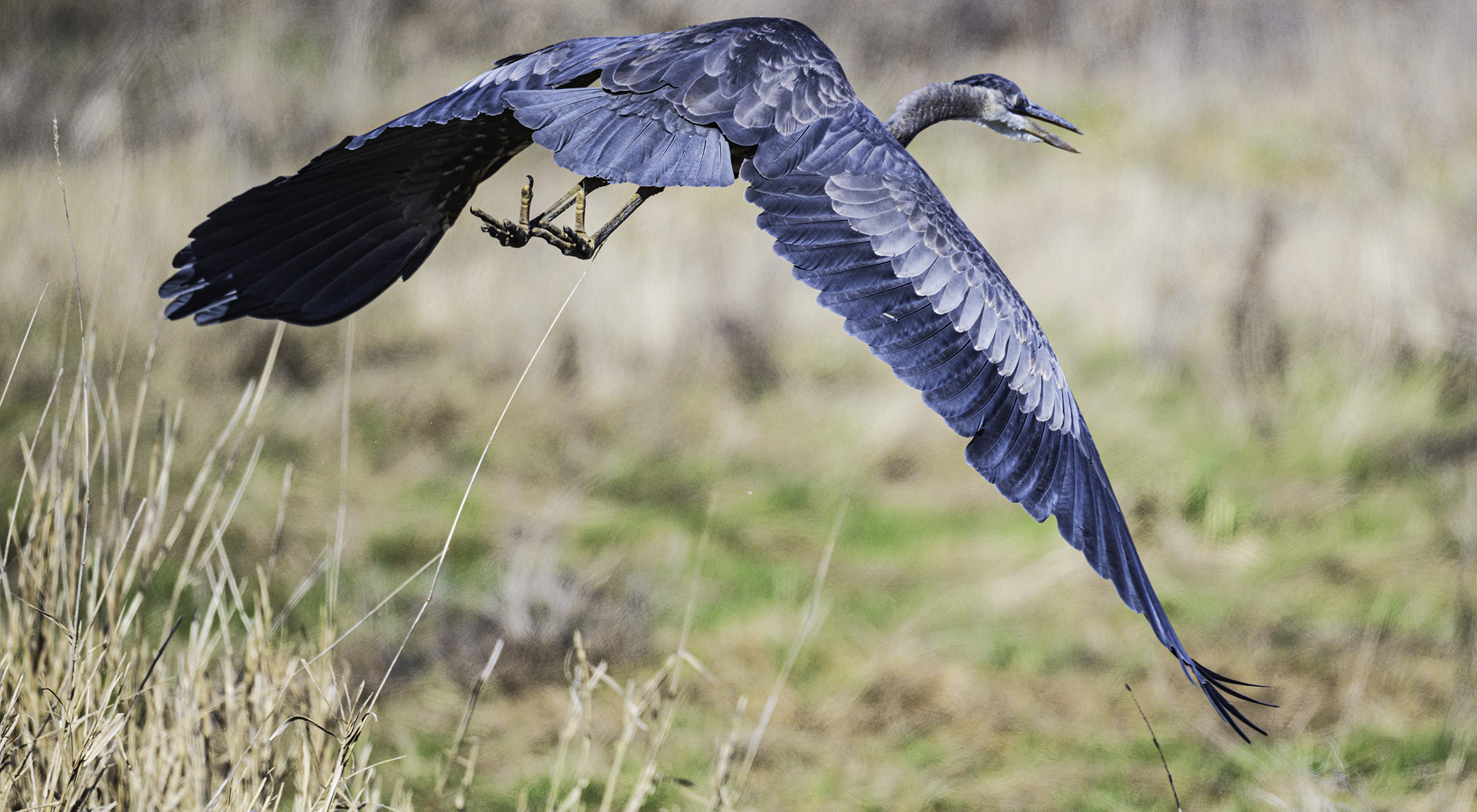 heron in flight.jpg