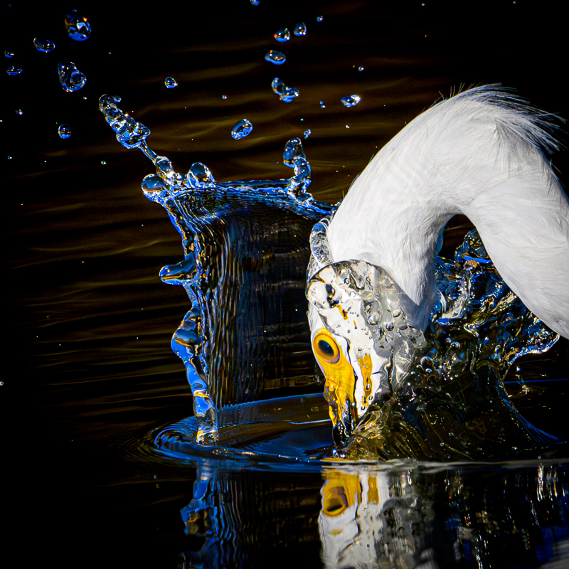 heron in glass.jpg