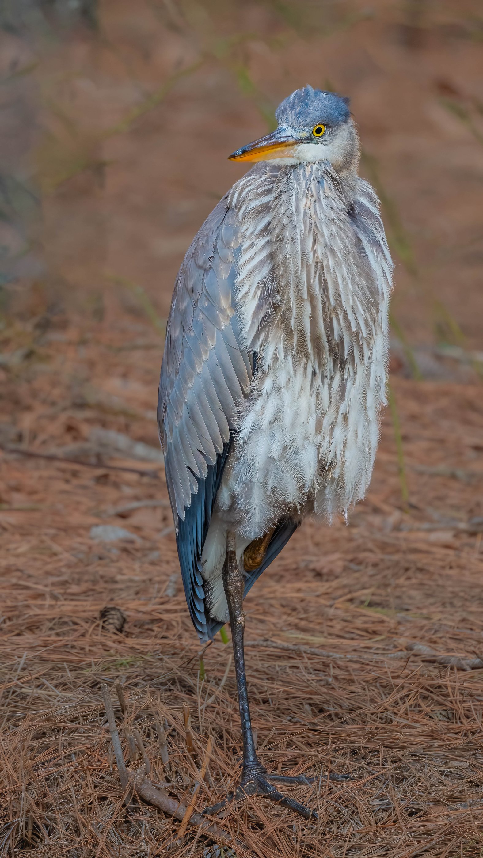 Heron Posing (1 of 1).jpg