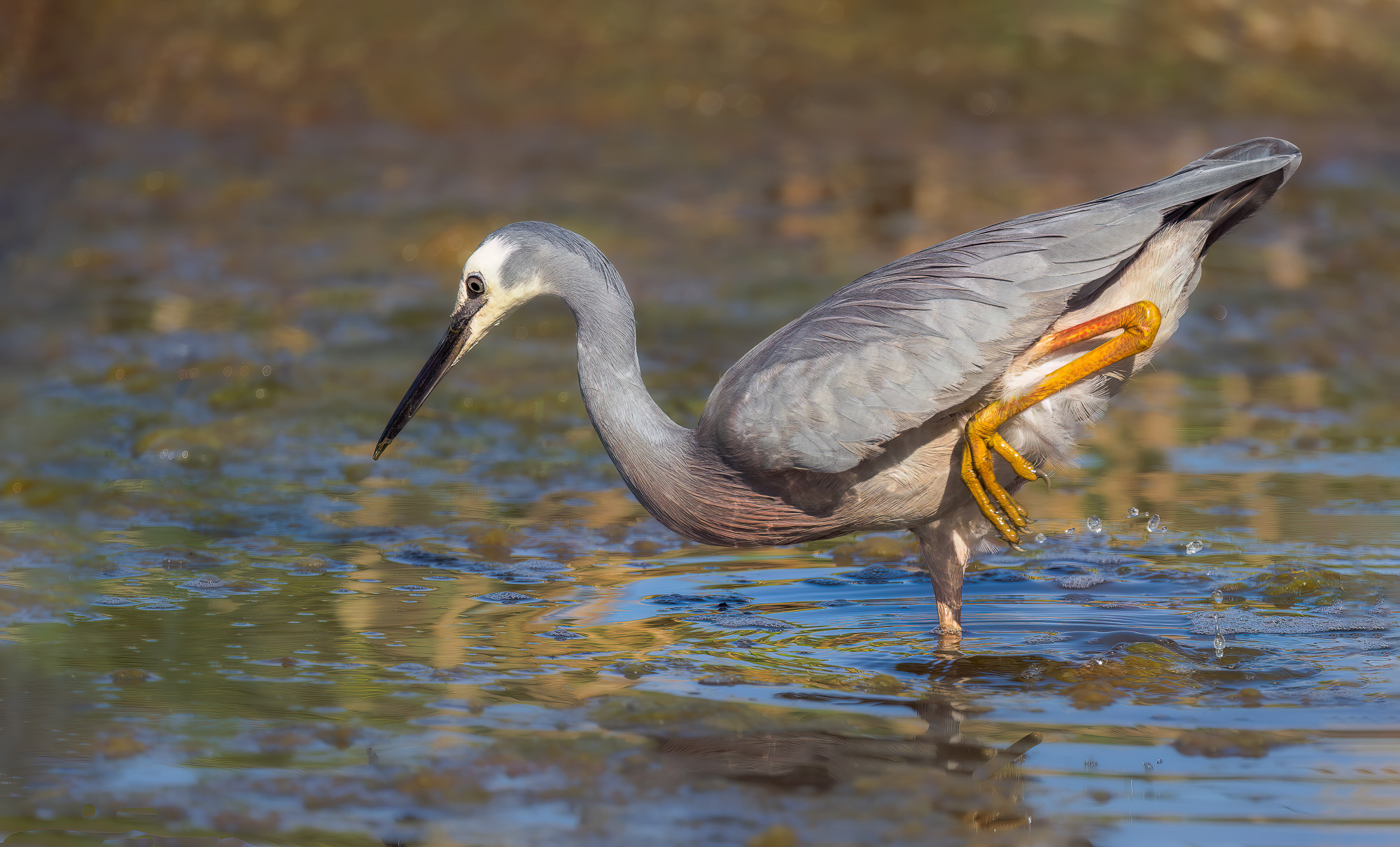 White-faced Heron : Egretta novaehollandiae