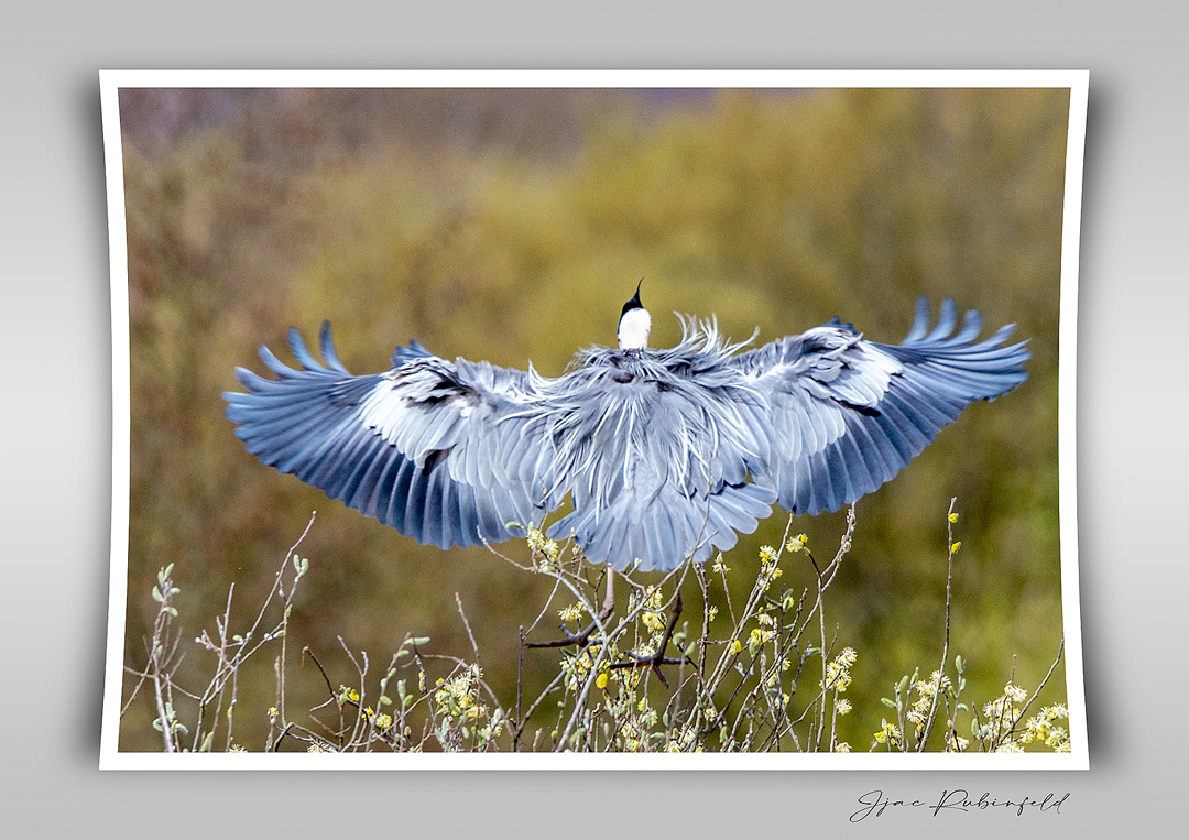 heron6web.jpg