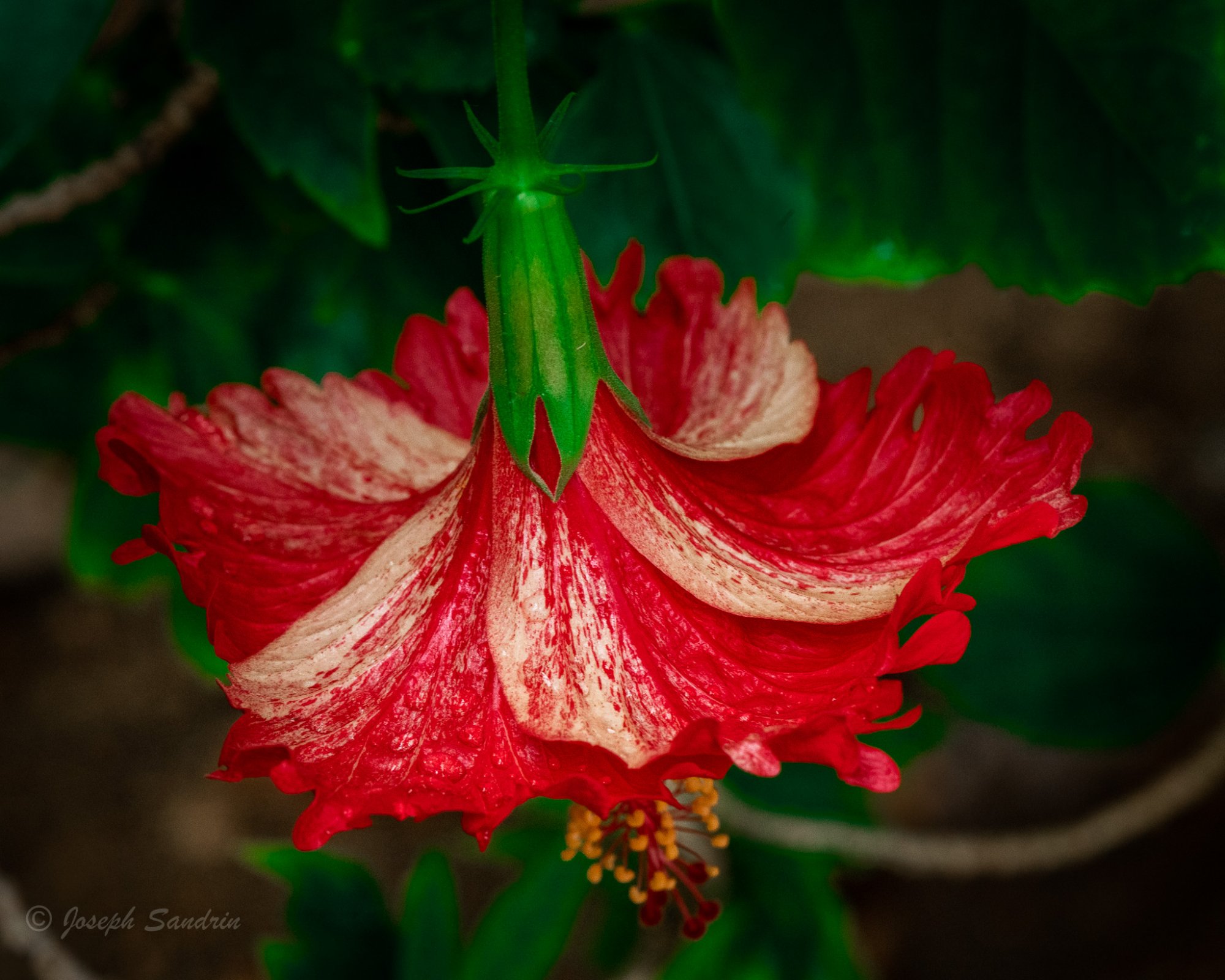 Hibiscus1-3.jpg