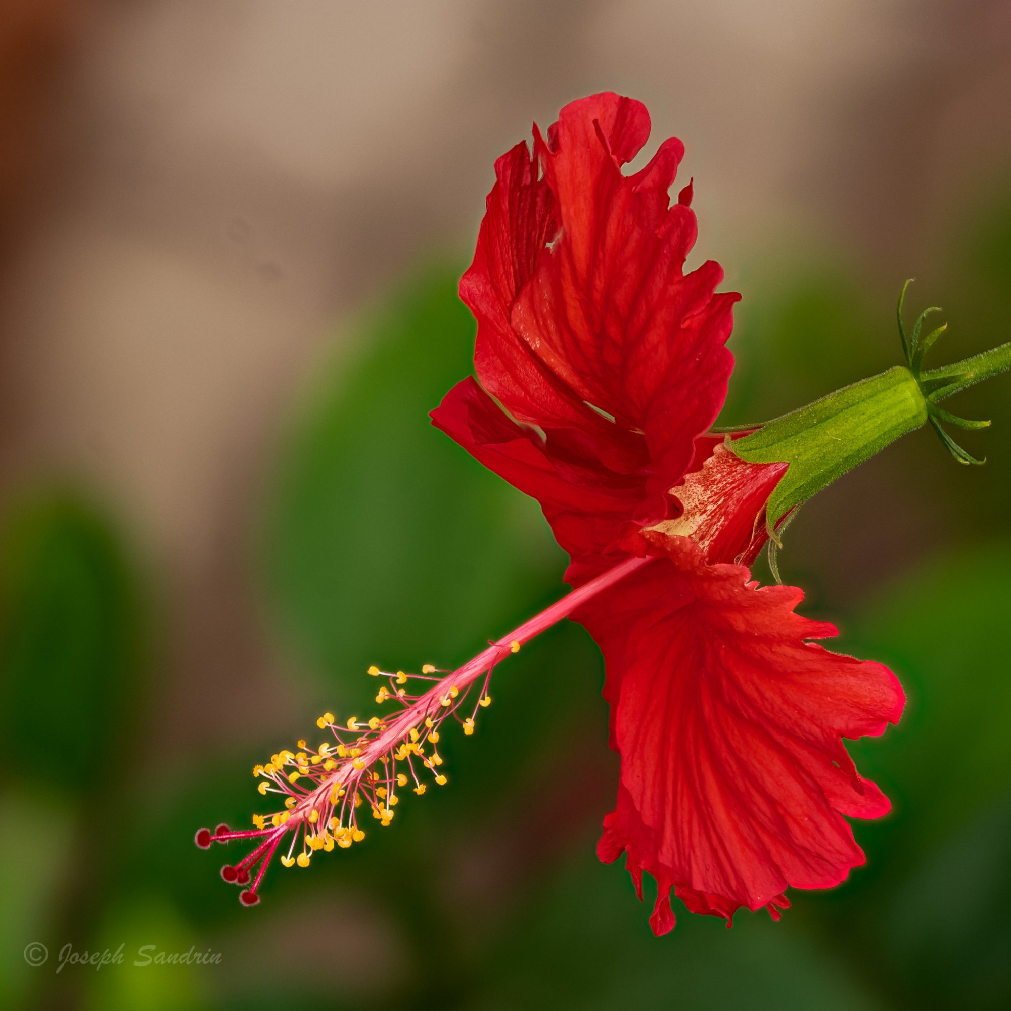 Hibiscus1-4.jpg