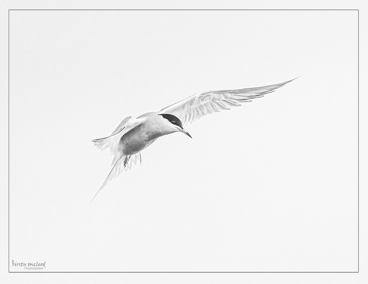 high key common tern.jpg