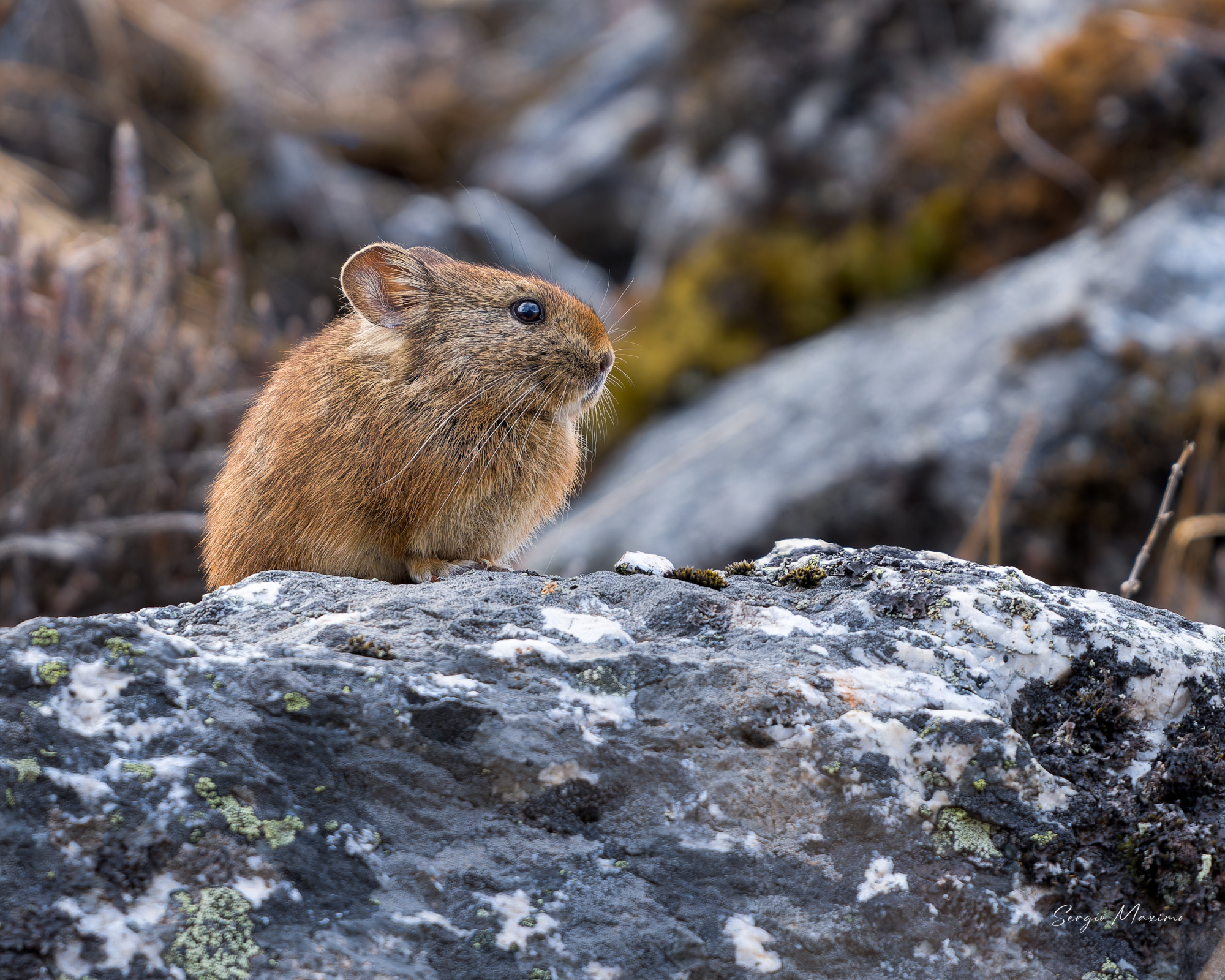 Himalayan Pika 8516_L.jpg