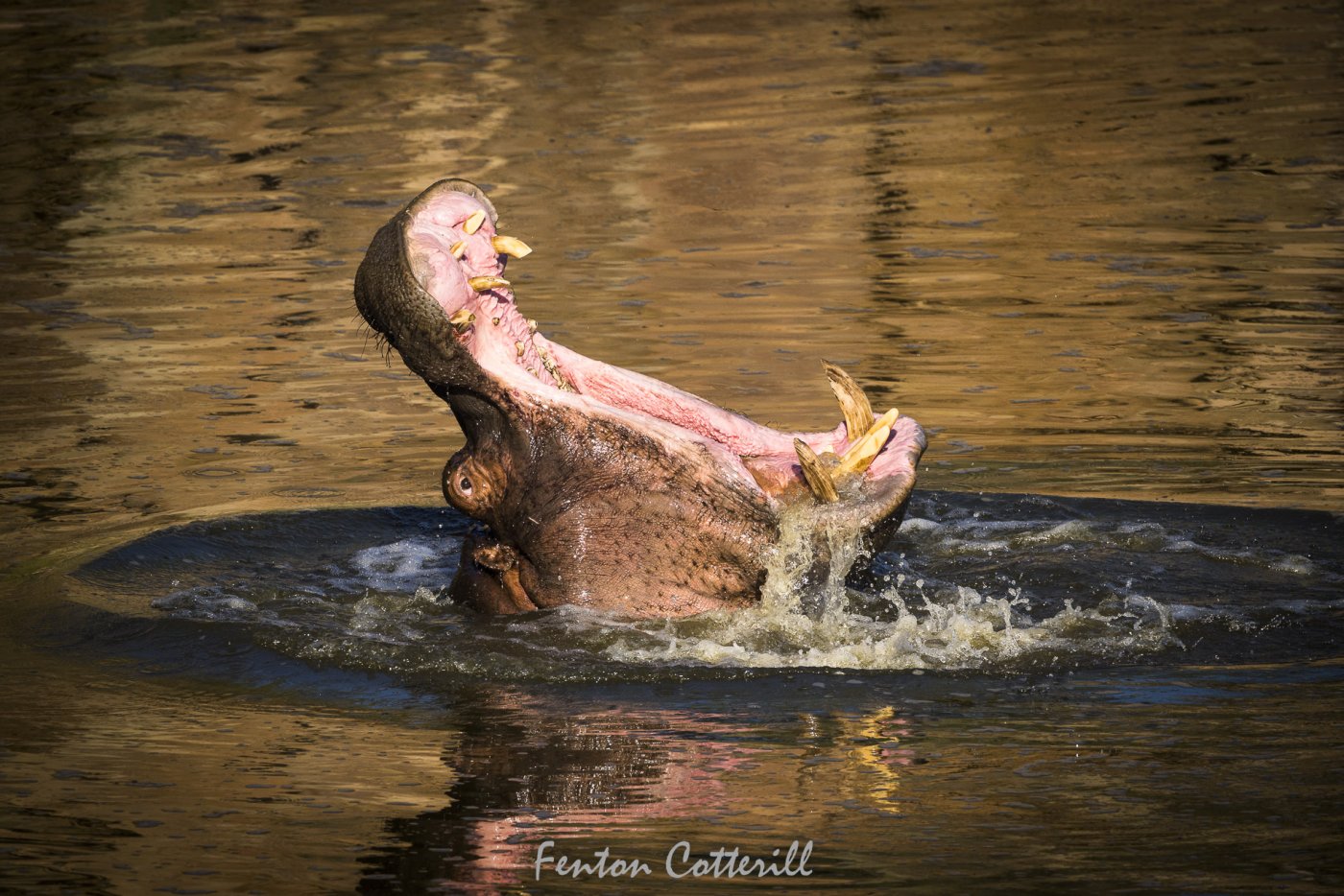 Hippo Bull Yawn_water toss rd_June2022-7197.jpg