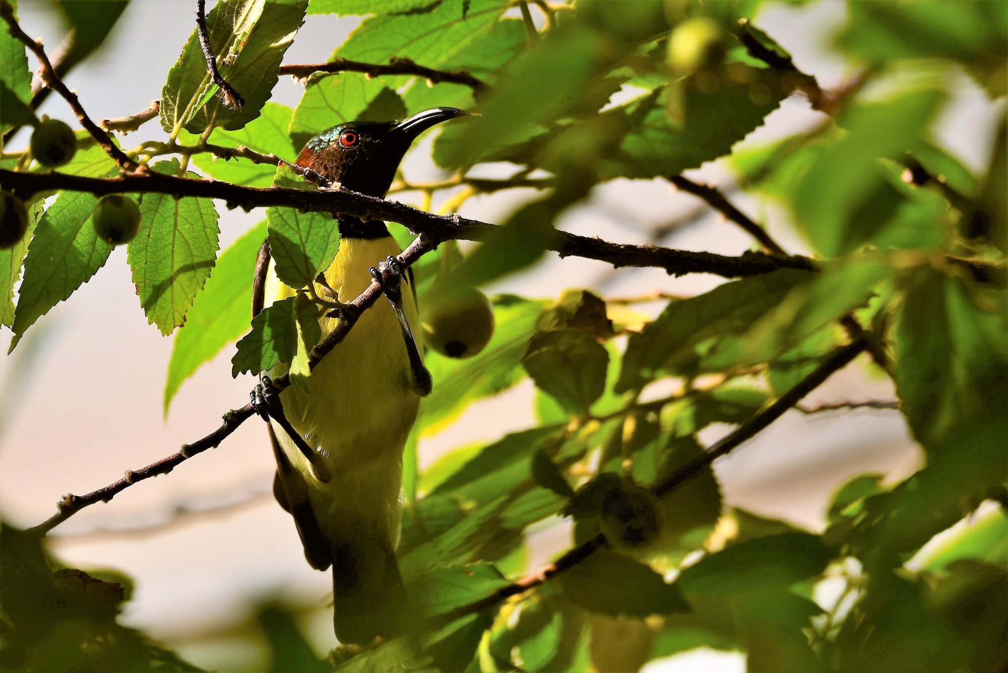 HMP_1400_purple SunbirdFH03Sep2020.jpg