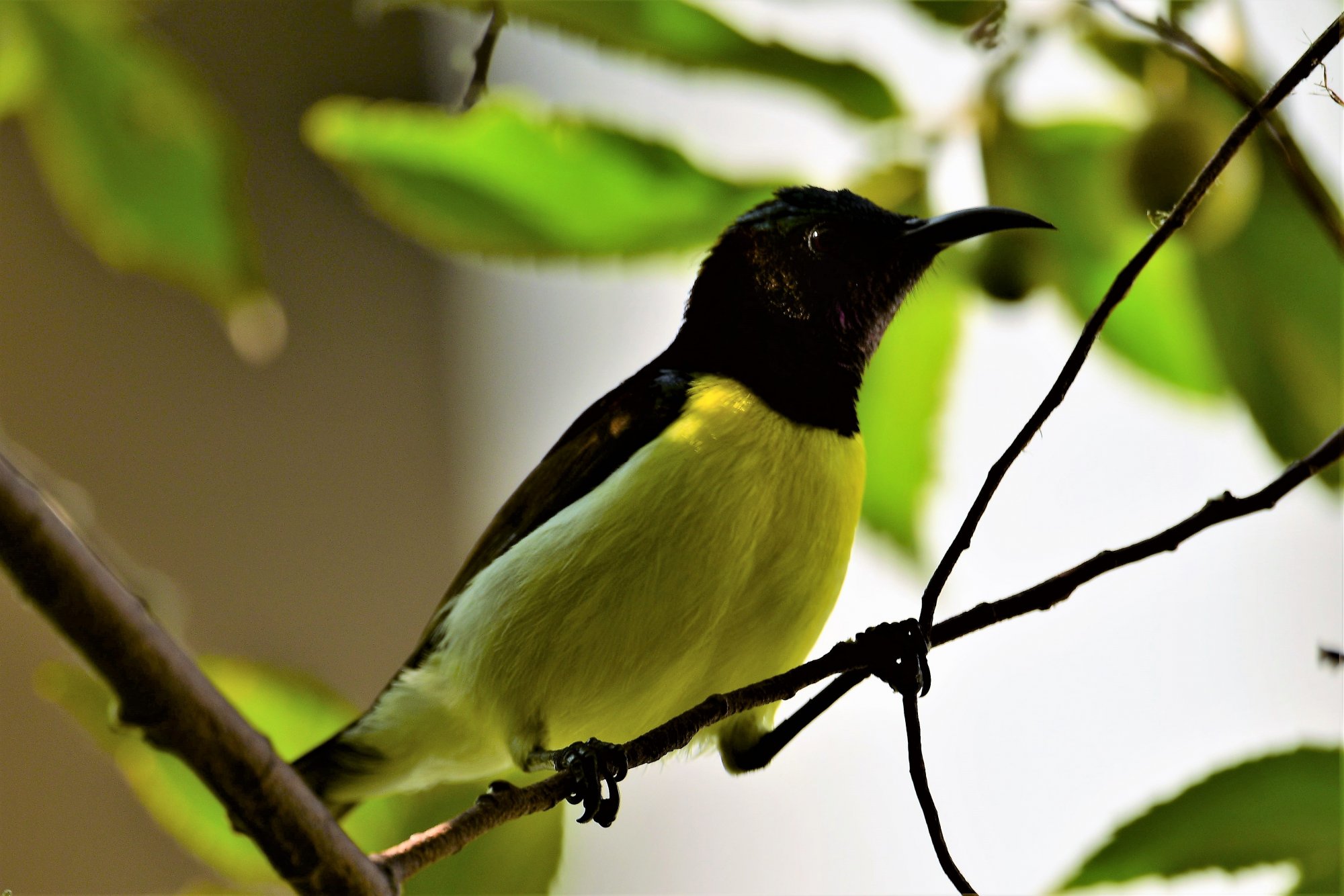 HMP_1438_purple SunbirdFH03Sep2020.jpg