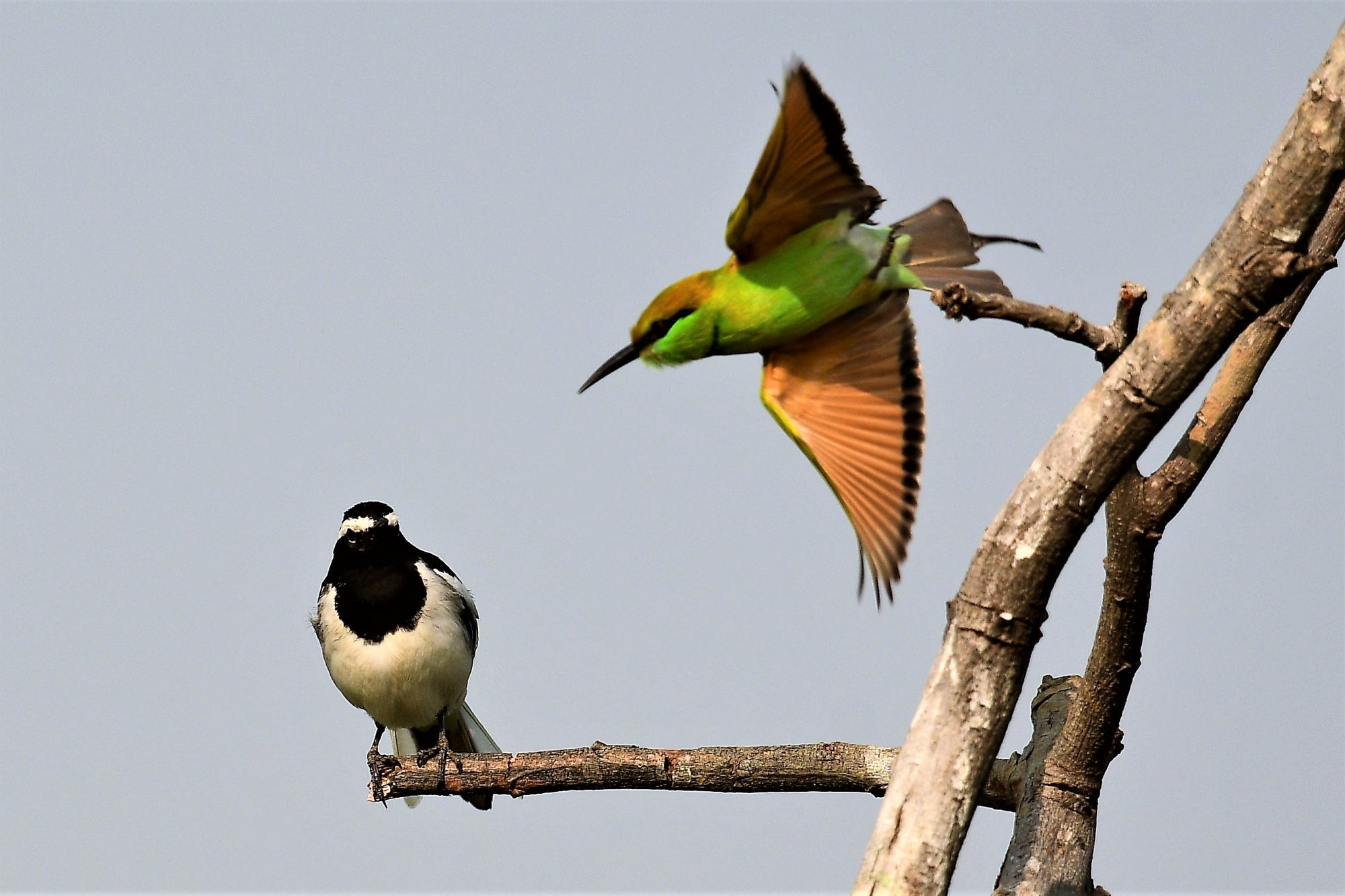 HMP_1647_GreenBeeEater_WagtailFHlake08Nov2020.jpg