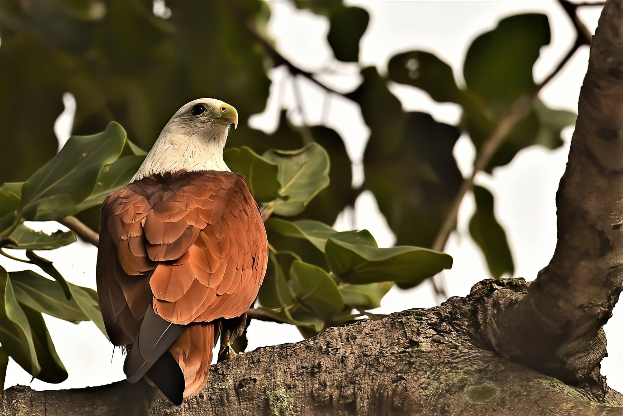 HMP_1649_BrahminyKiteBetteKotteLake06Dec2020-denoise.jpg