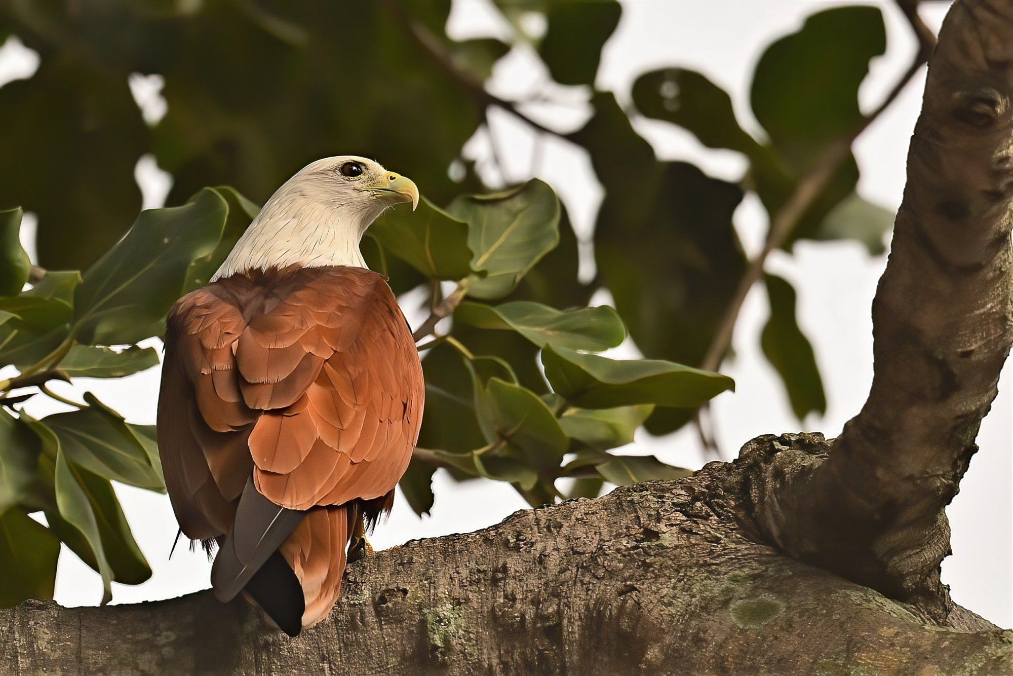 HMP_1651_BrahminyKiteBetteKotteLake06Dec2020-denoise.jpg