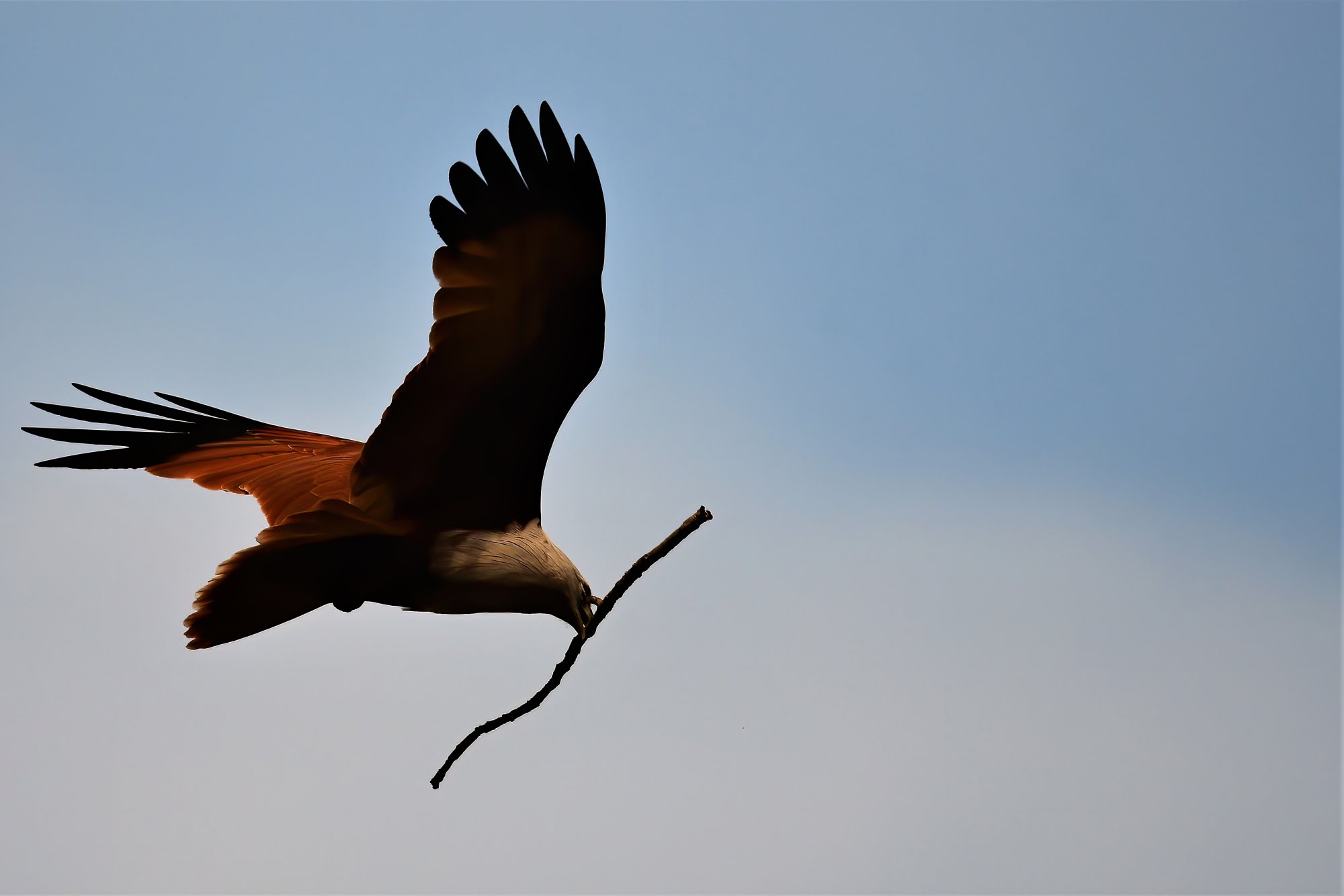 HMP_1670_BrahminyKiteBetteKotteLake06Dec2020-denoise.jpg