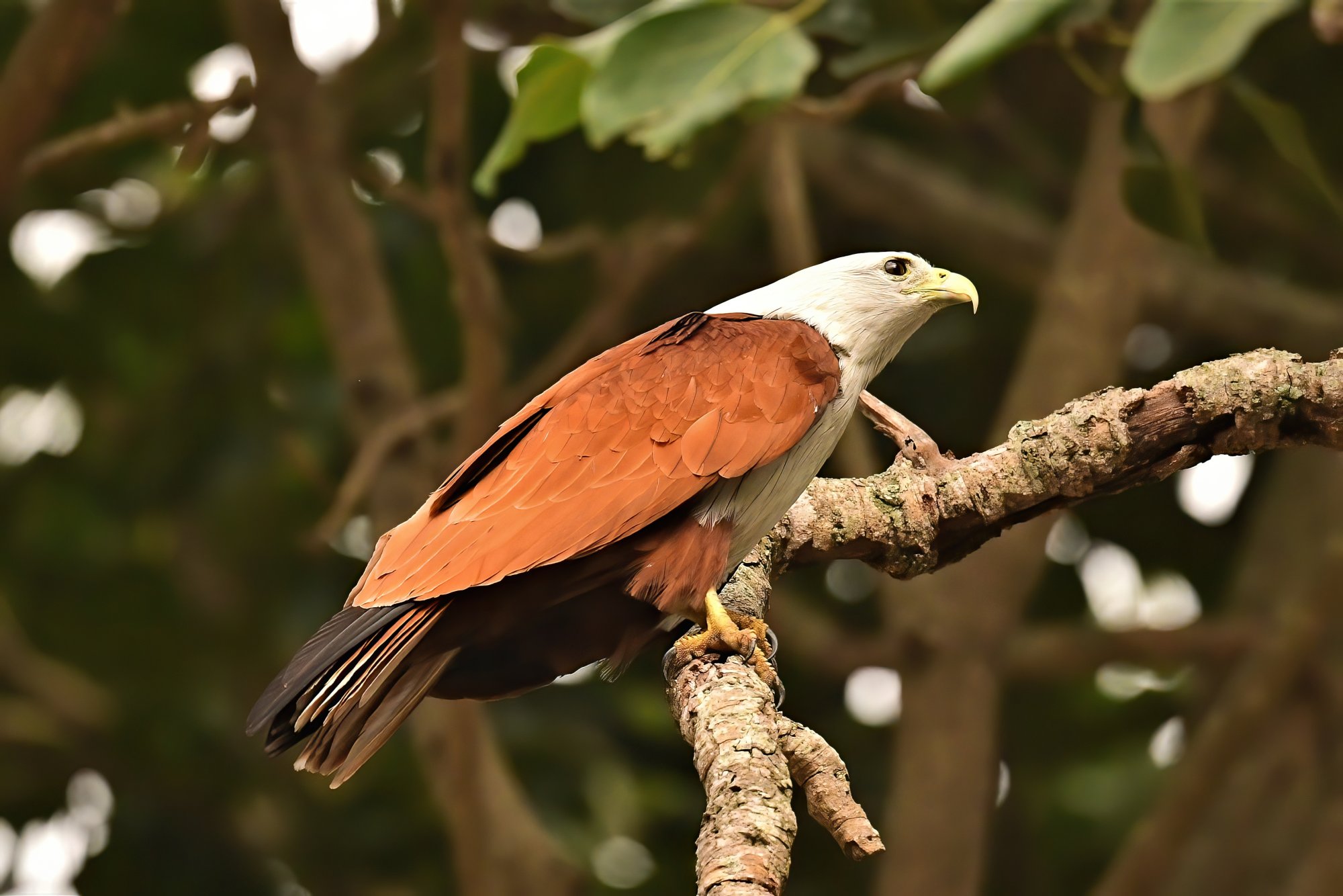 HMP_1706_BrahminyKiteBetteKotteLake06Dec2020-denoise.jpg