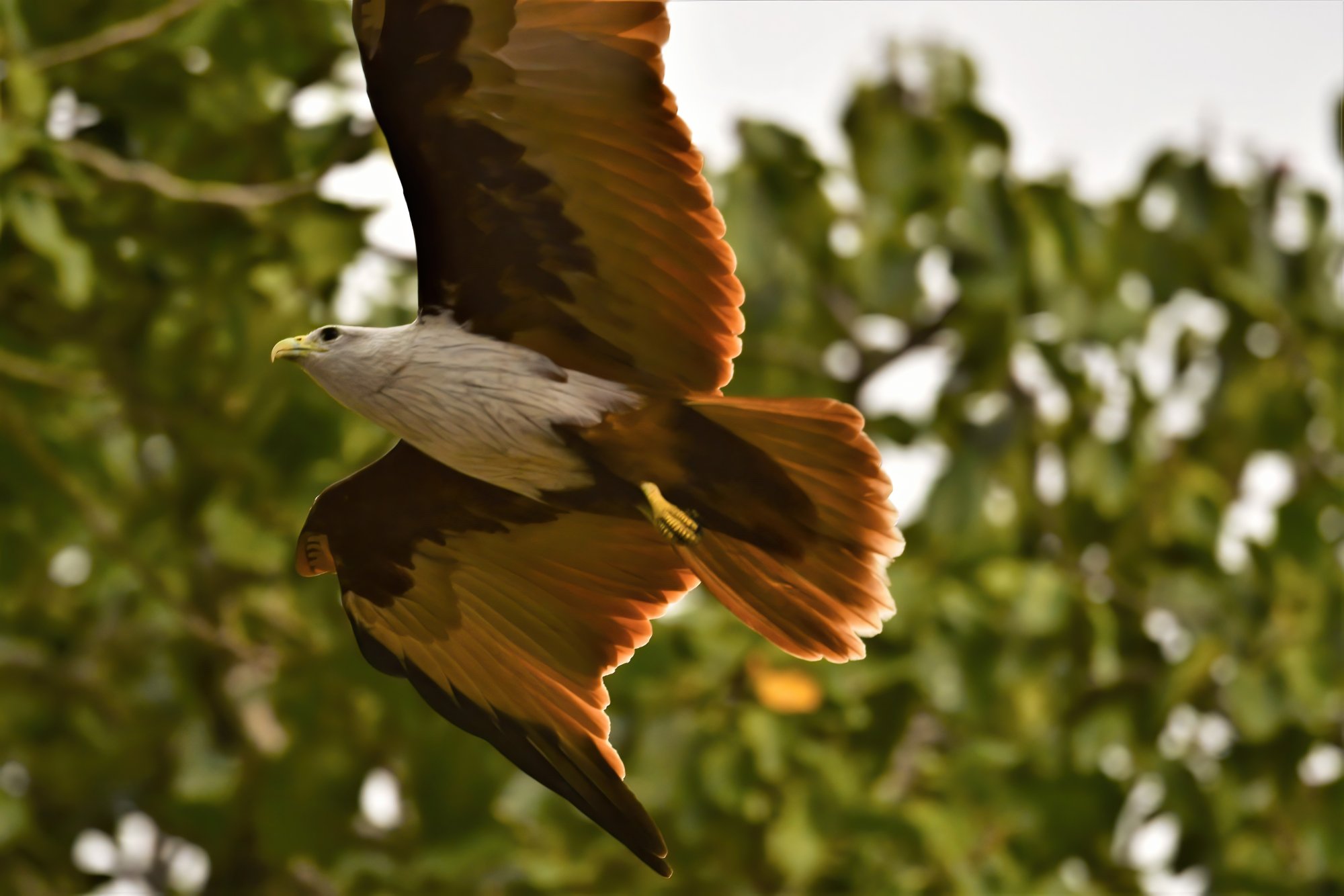 HMP_1726_BrahminyKiteBetteKotteLake06Dec2020-denoise.jpg