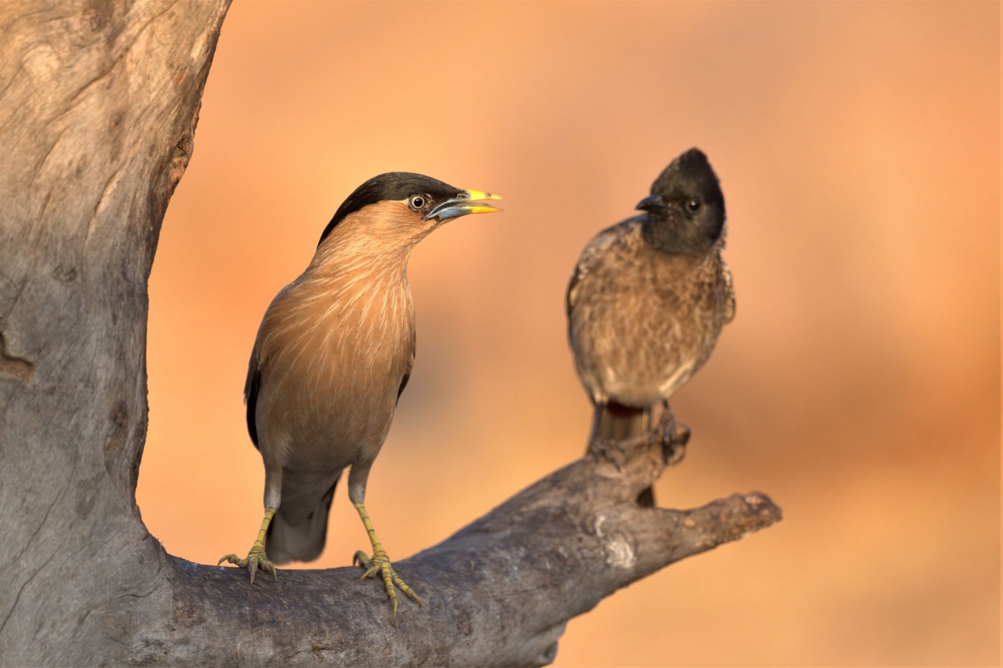 HMP_3556_BrahminyMyna_RedventedBulbulHampi20Feb2020WEb.jpg