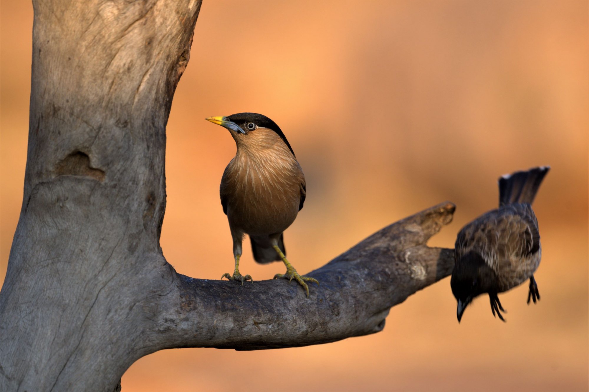 HMP_3561_BrahminyMyna_RedventedBulbulHampi20Feb2020WEb.jpg