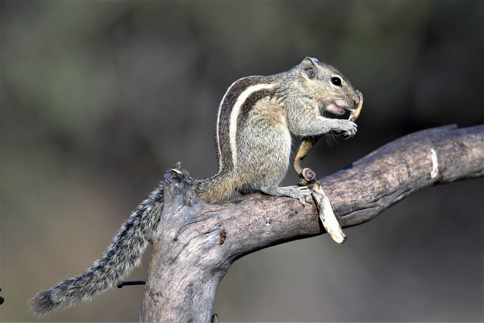 HMP_3721_SquirrelHampi20Feb2020Web.jpg